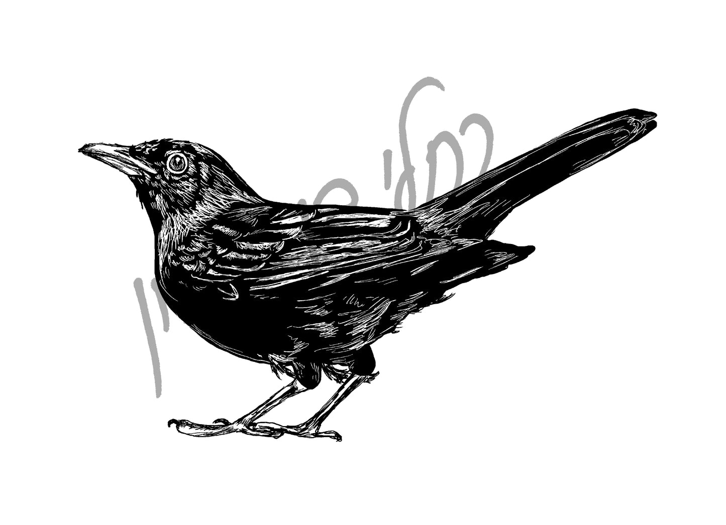 איור להדפסה ציפור שחרור