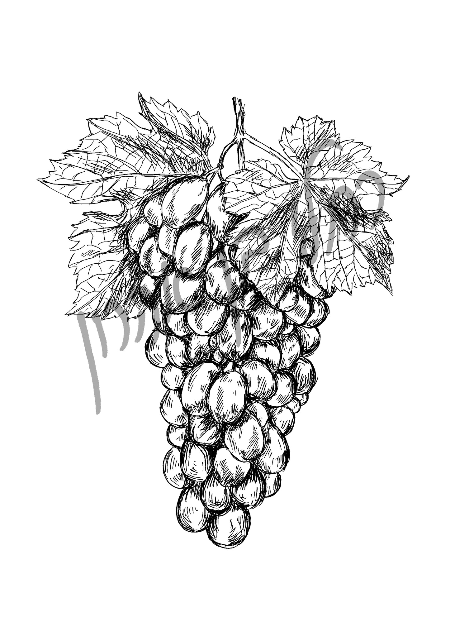 תמונה להדפסה אשכול ענבים