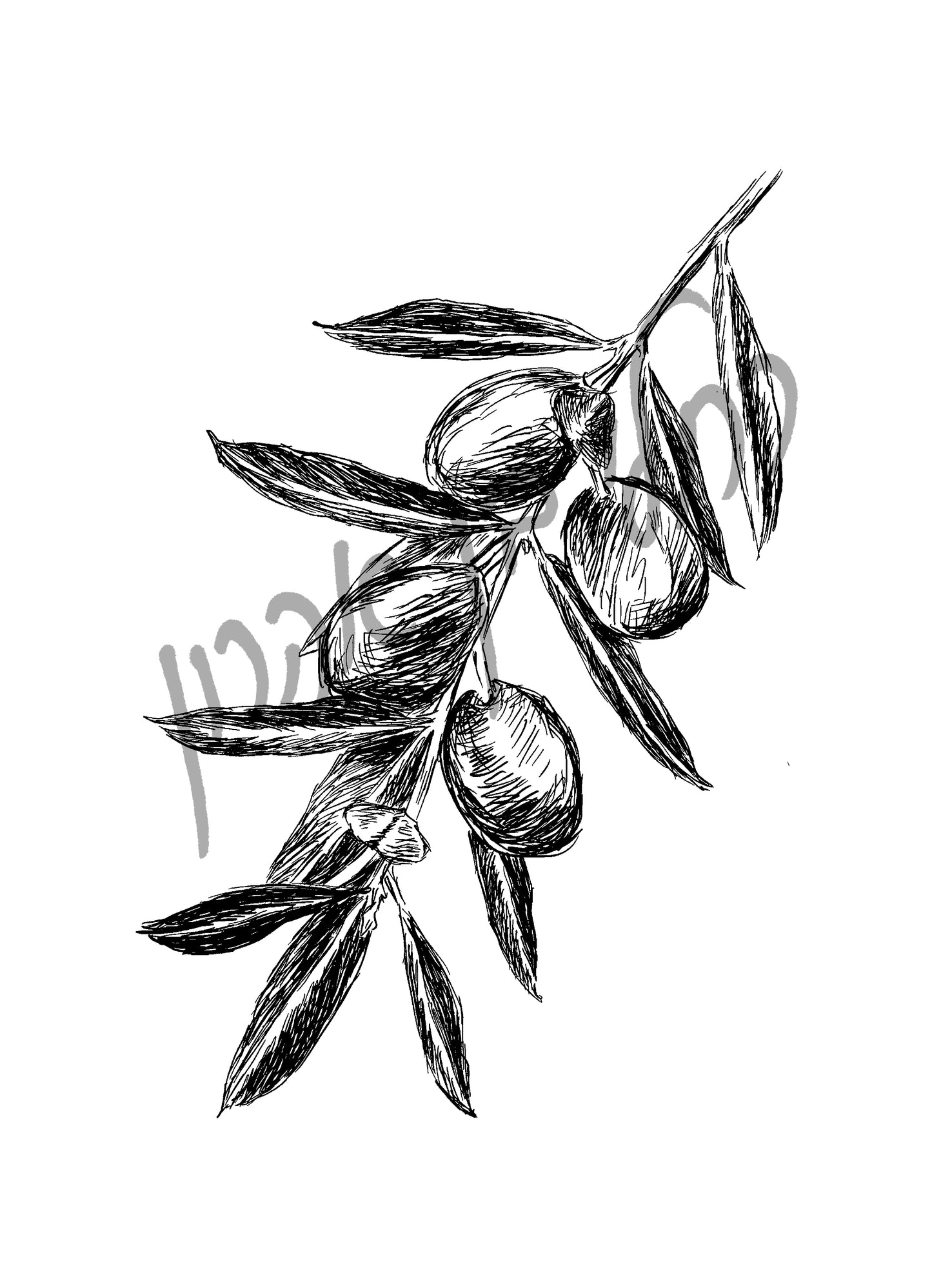 הדפס בוטני ענף זית