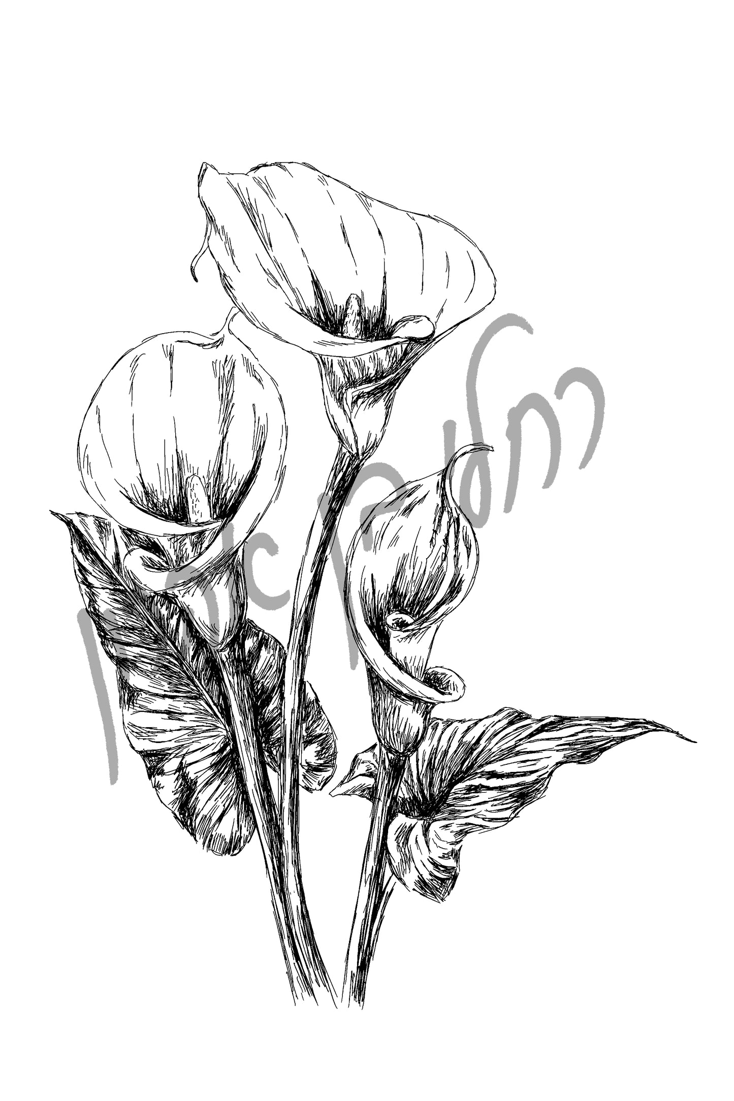 איור בוטני פרח קאלה