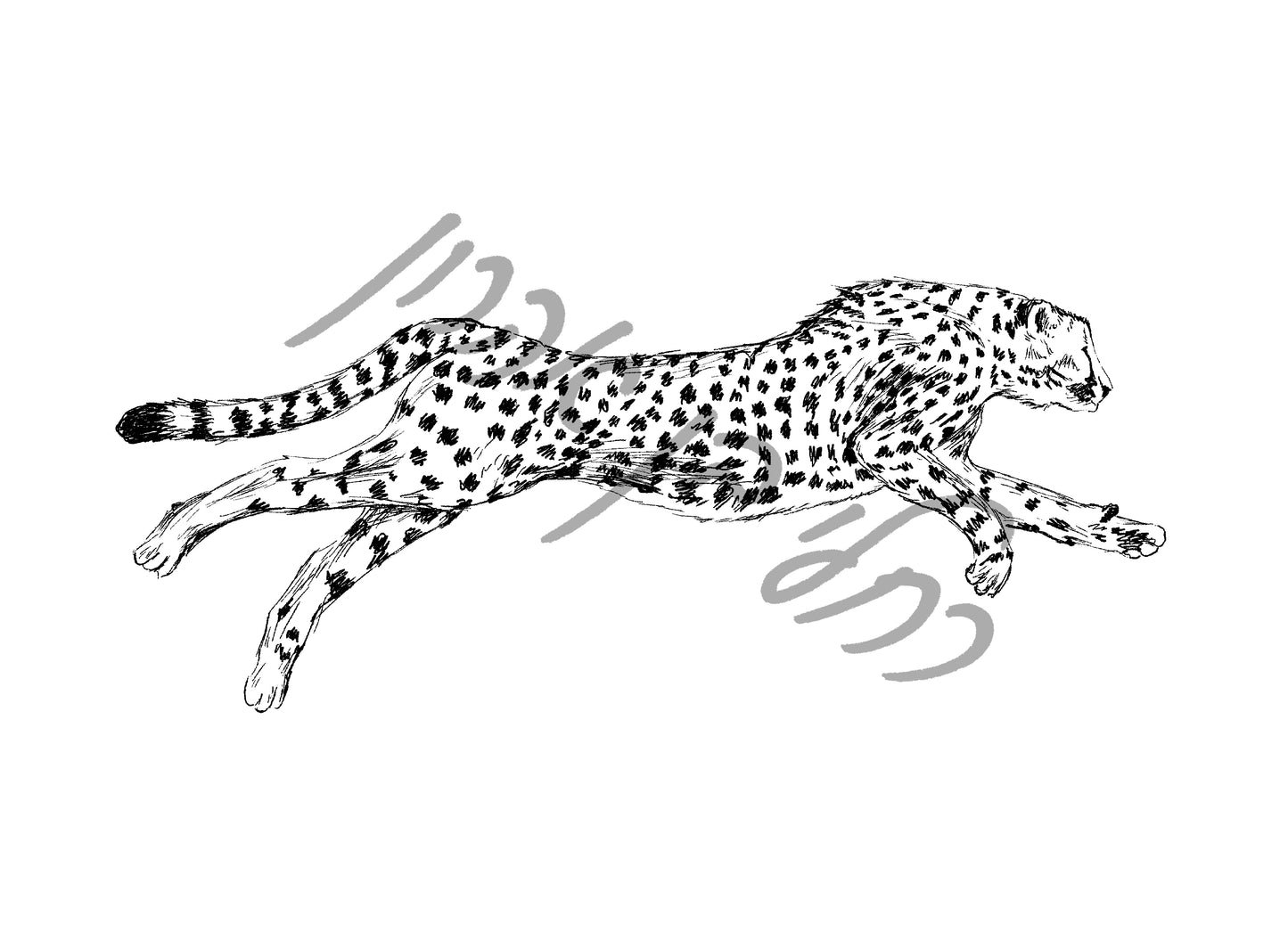 תמונה להדפסה ומיסגור ברדלס