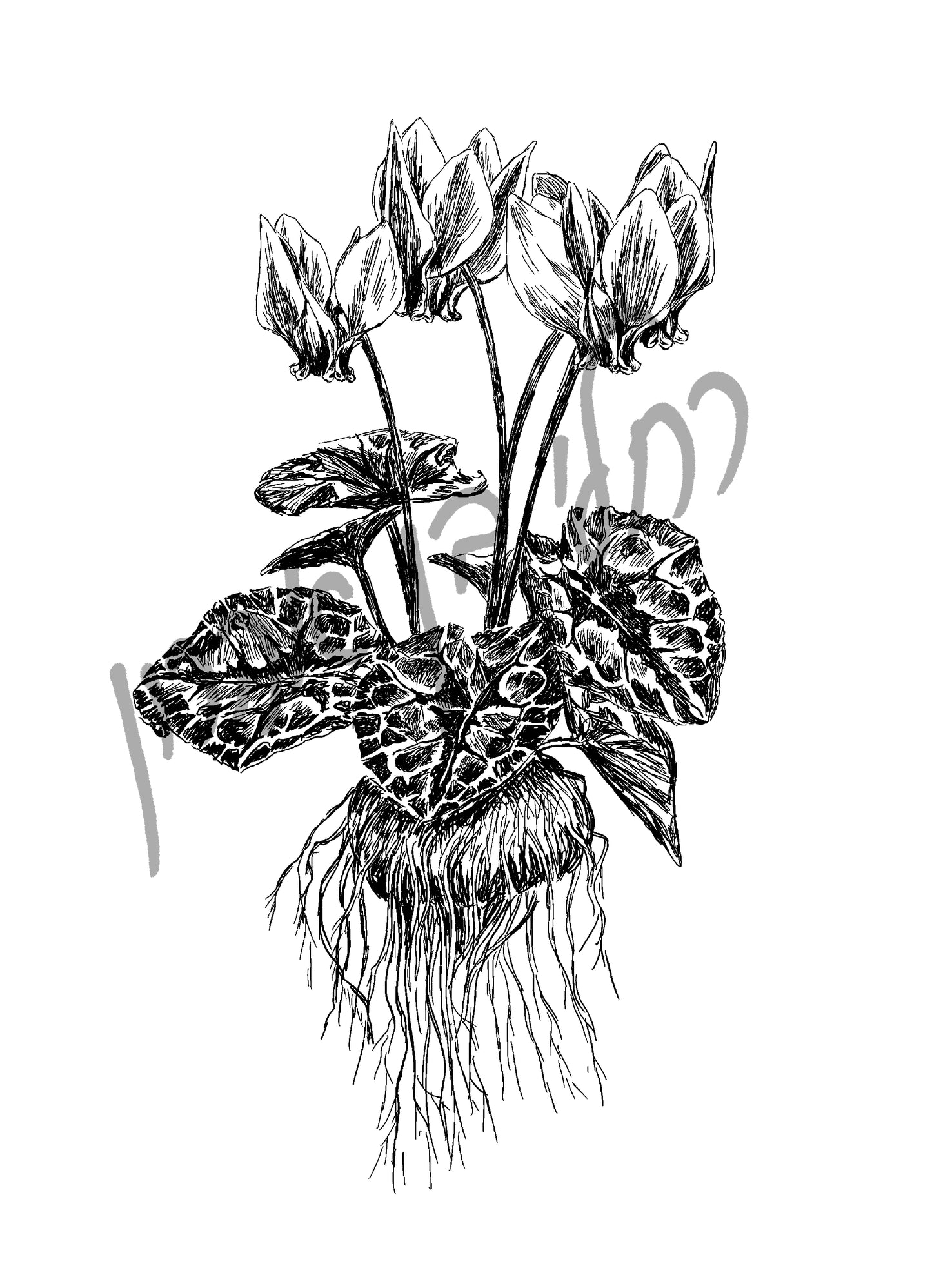 איור בוטני פרח רקפת