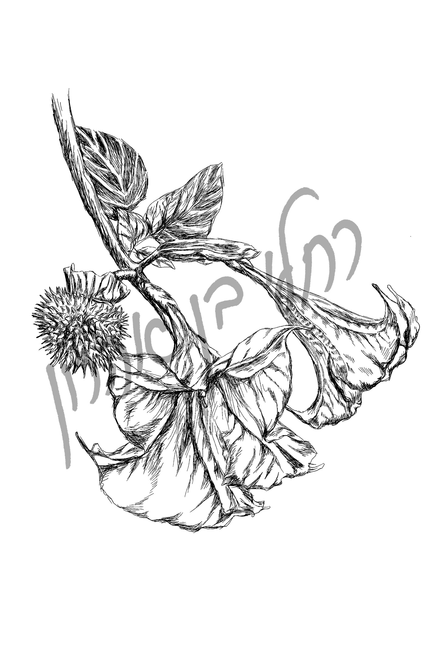 איור בוטני פרח דטורה