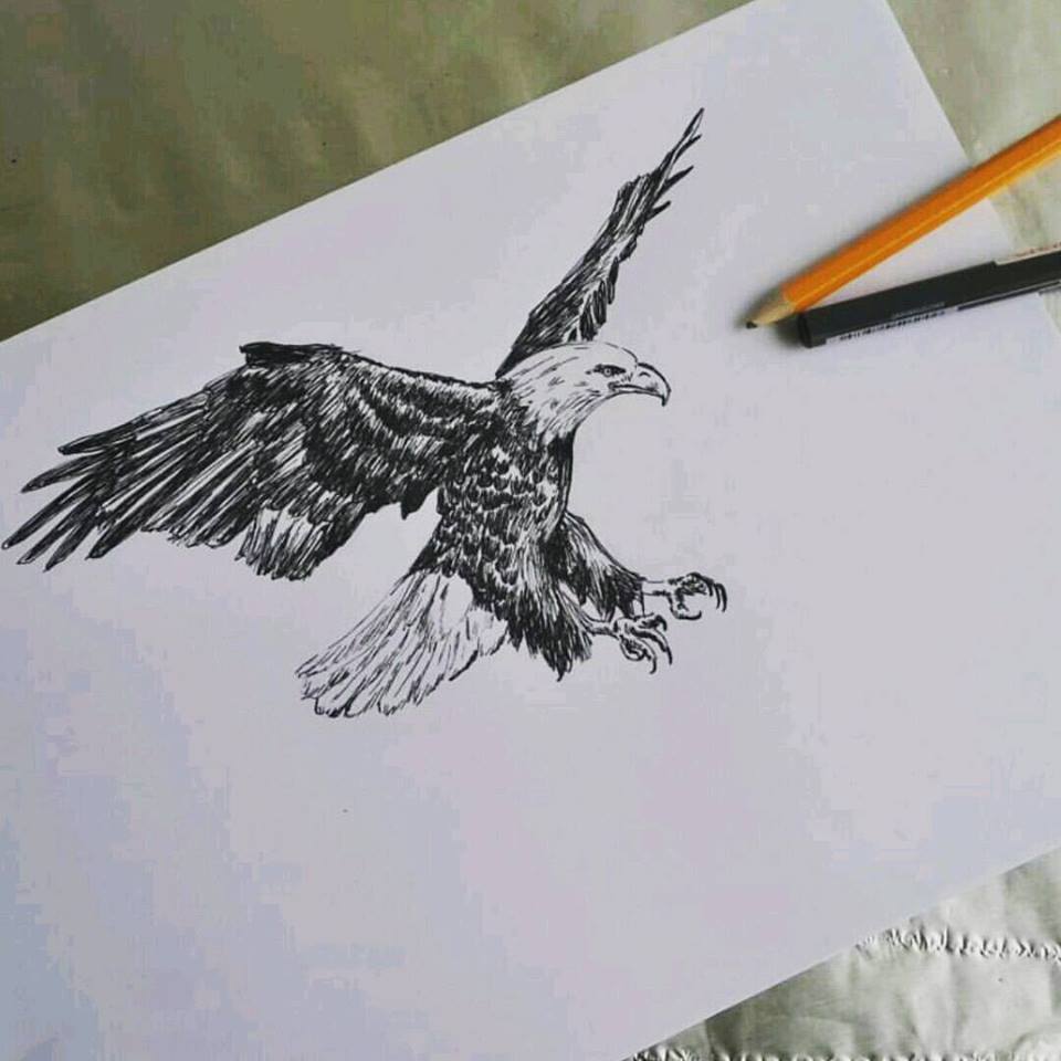 תמונת טבע להדפסה עיט שחור לבן - rachelsfinelines