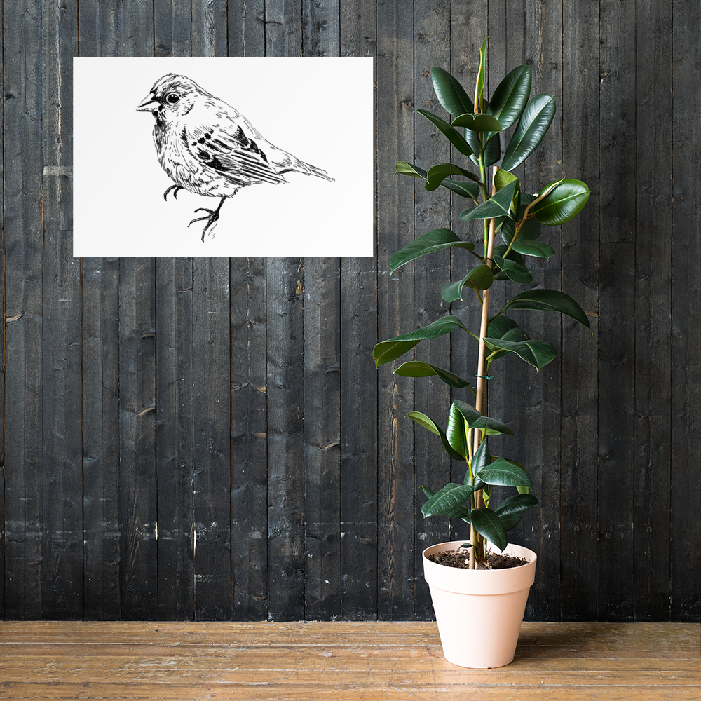 תמונת טבע להדפסה ציפור - rachelsfinelines