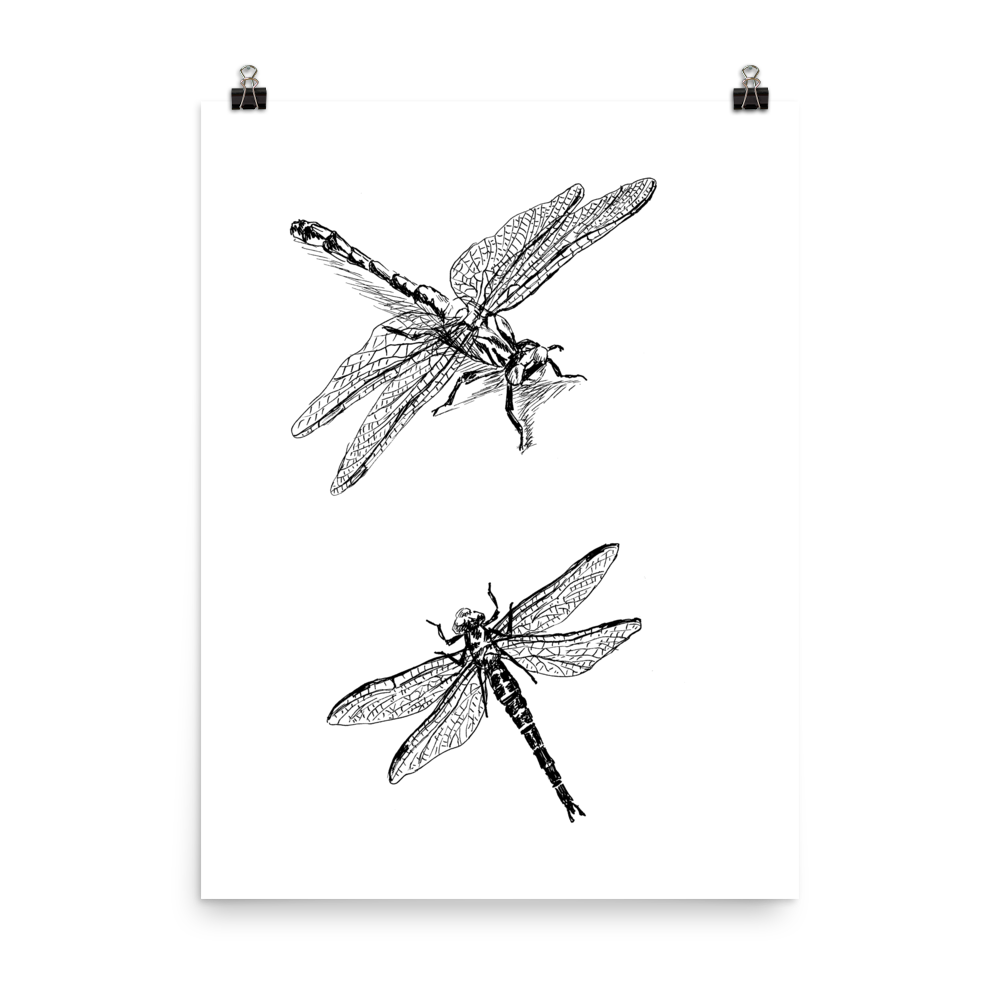 תמונה להדפסה ומיסגור שפיריות - rachelsfinelines