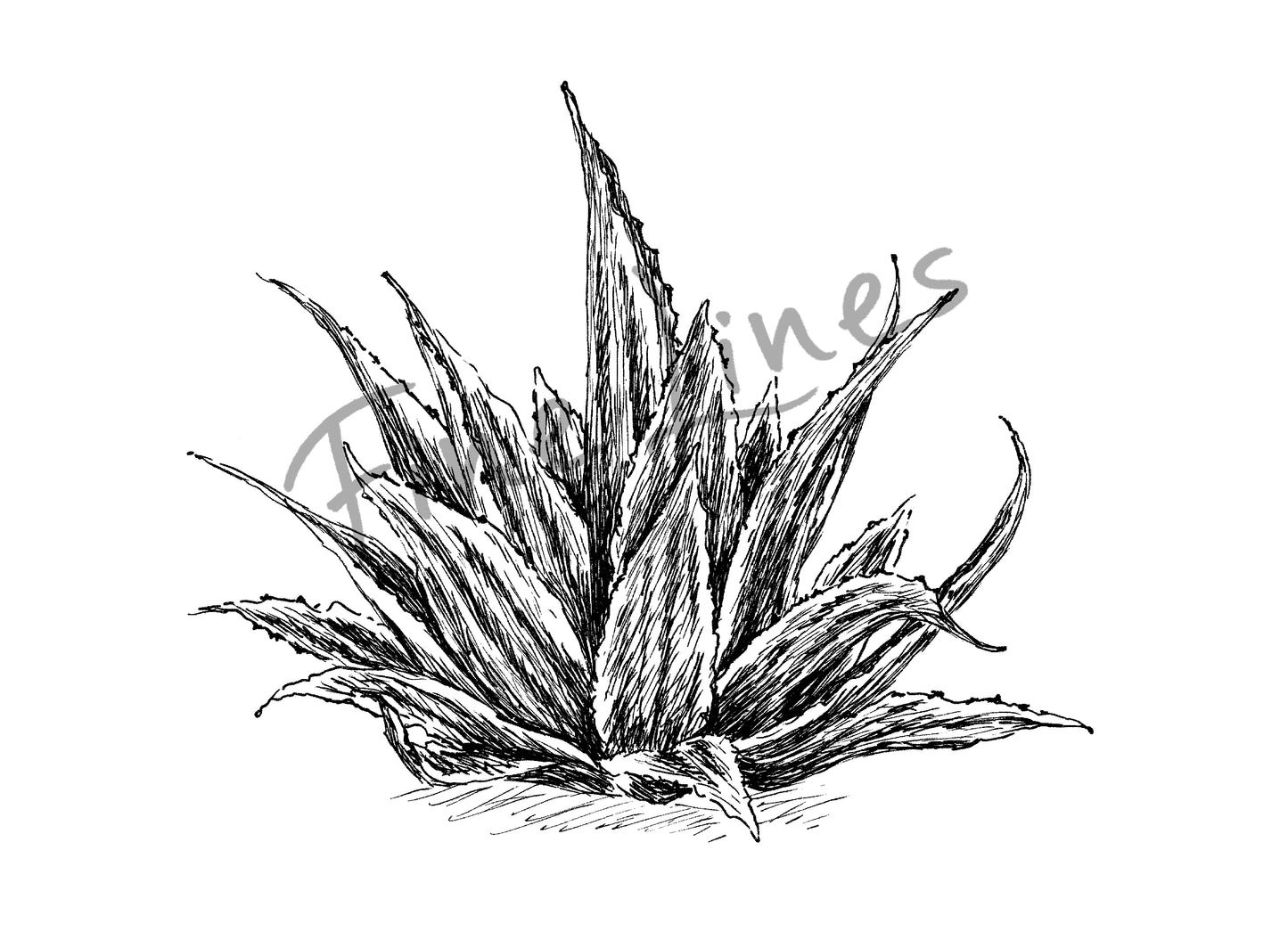 תמונת טבע להדפסה ומיסגור צמח אלוורה - rachelsfinelines