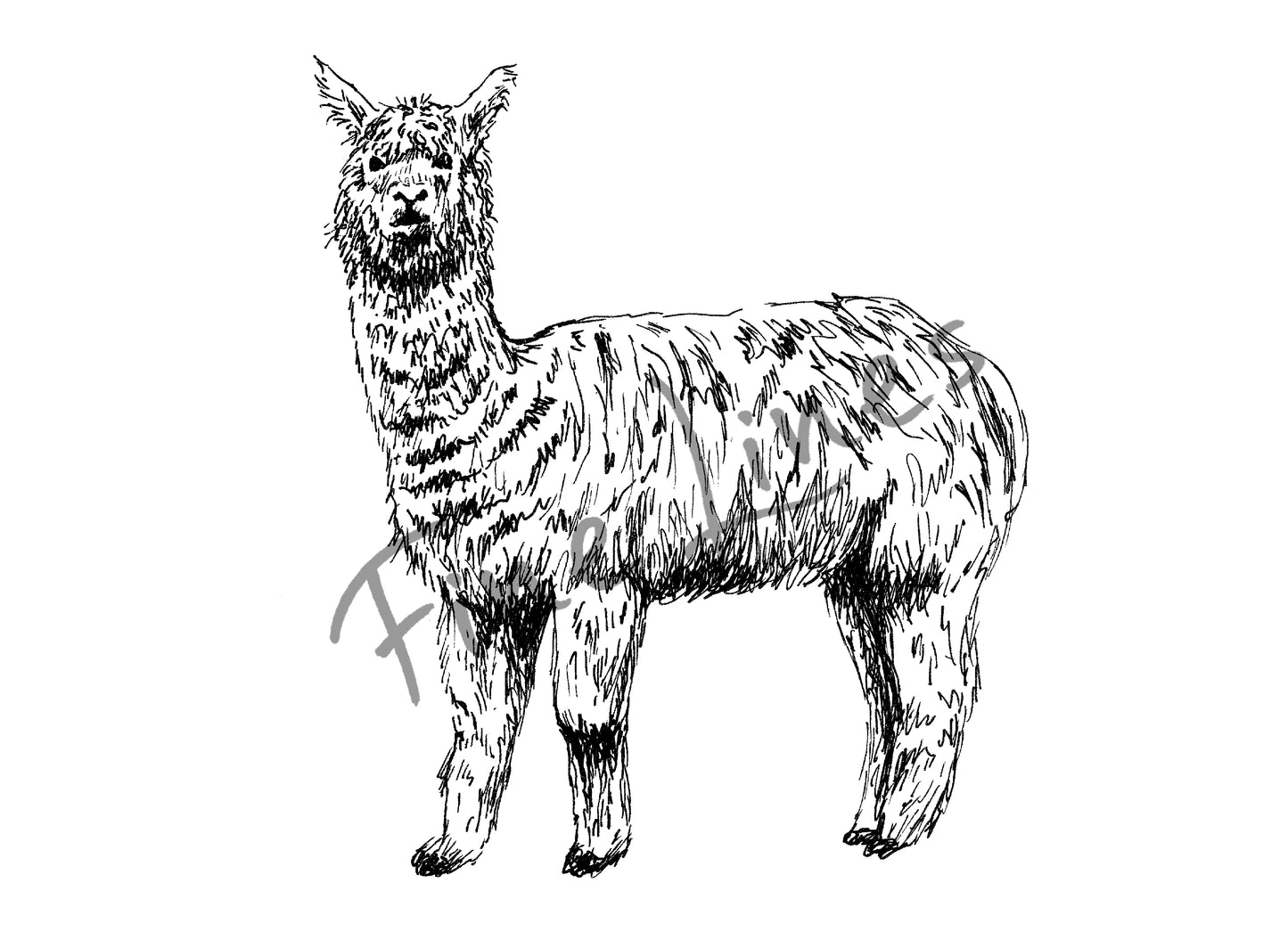 תמונה להדפסה ומיסגור אלפקה חמודה - rachelsfinelines