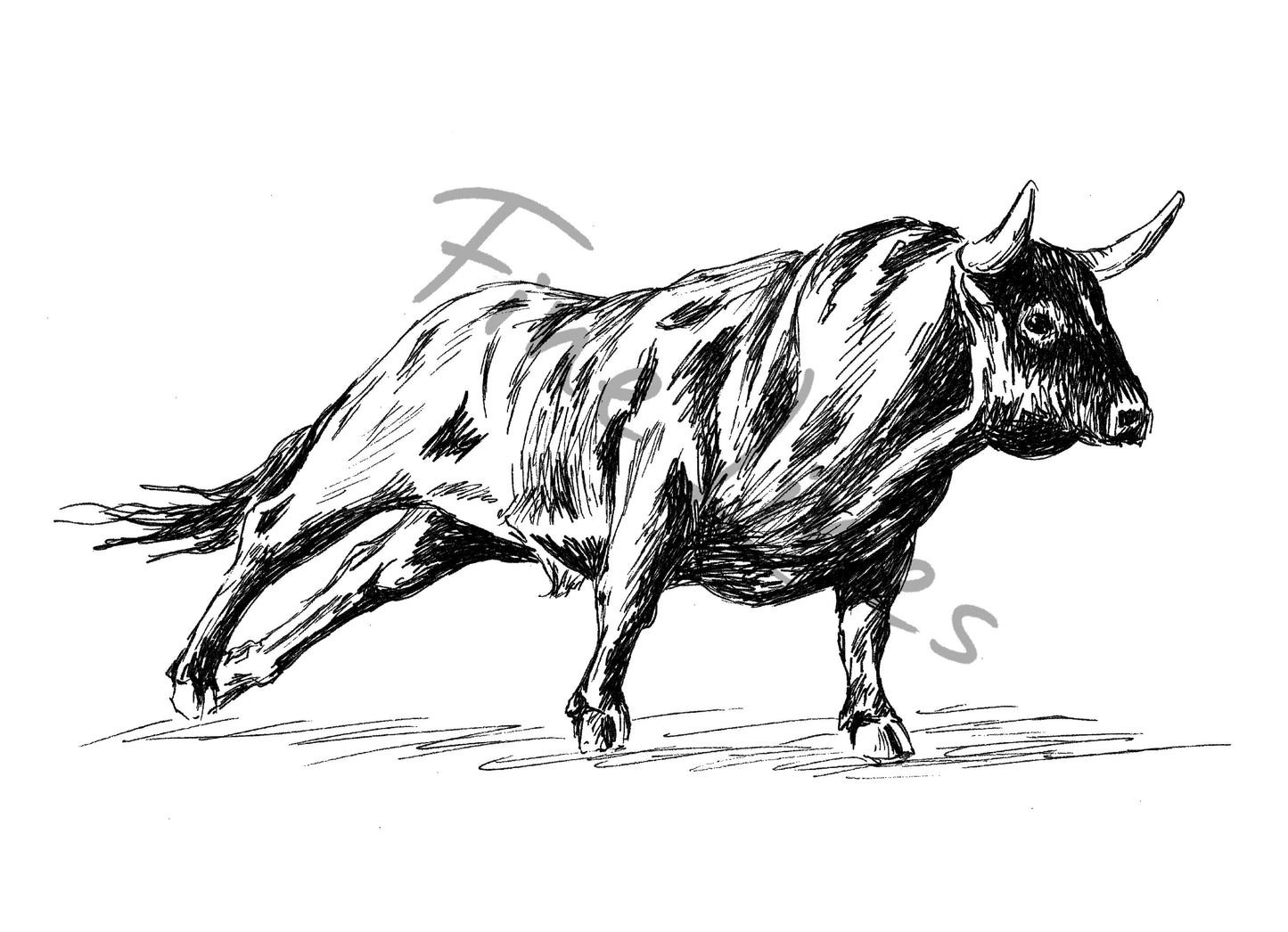 תמונה להדפסה ומיסגור שור שחור לבן - rachelsfinelines