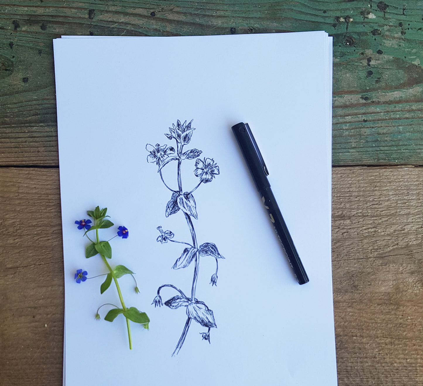 תמונה בוטנית איור פרח מרגנית השדה - rachelsfinelines