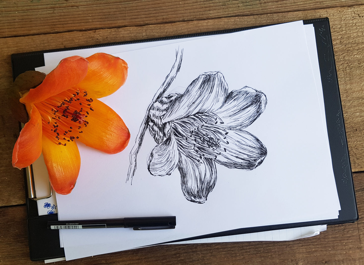 תמונה בוטנית איור פרח בומבקס הודי - rachelsfinelines