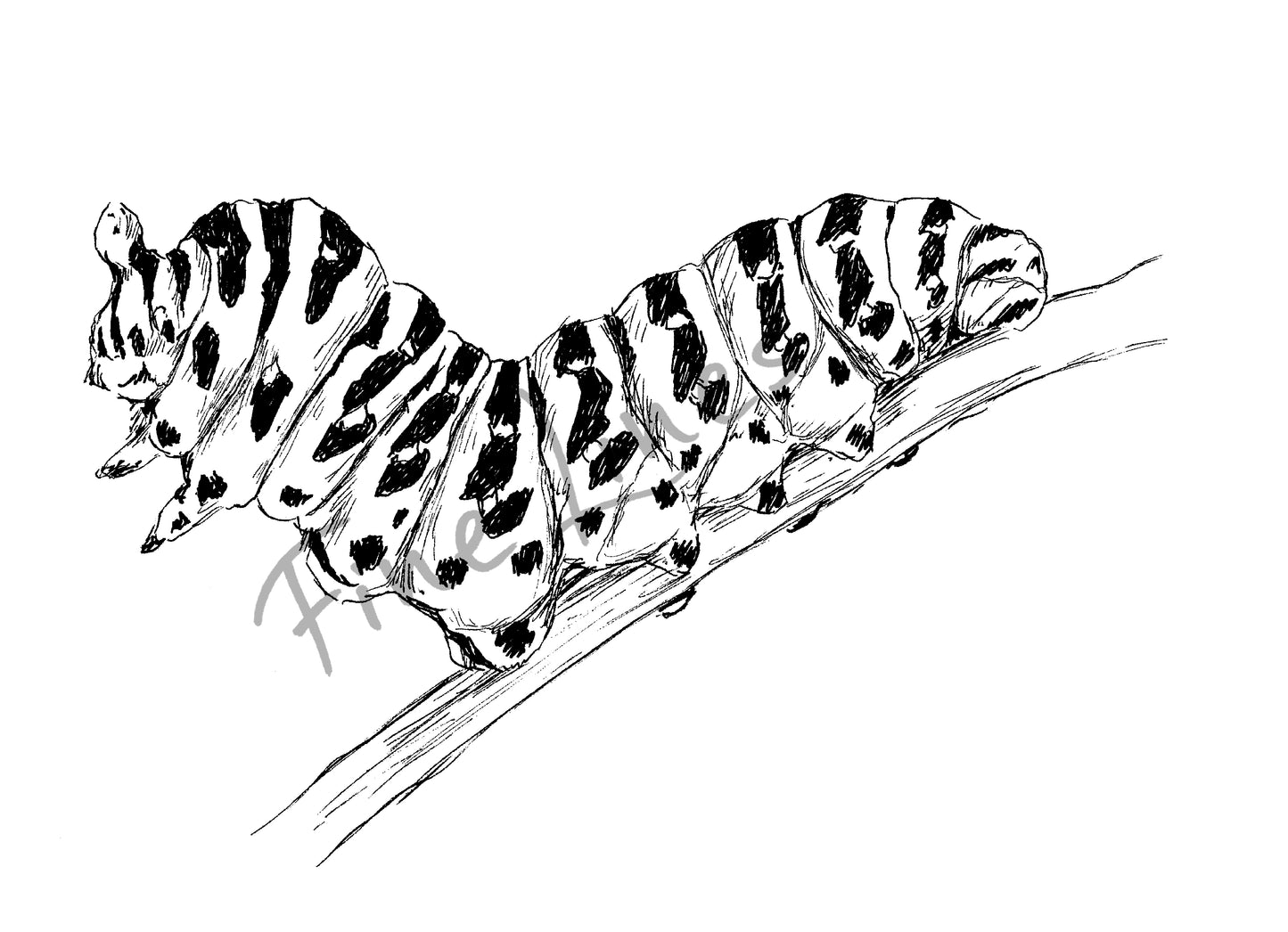 איור להדפסה זחל