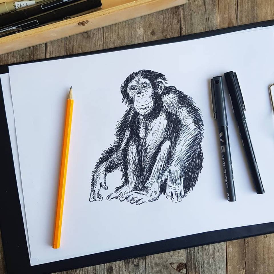 תמונה להדפסה ומיסגור שימפנזה - rachelsfinelines