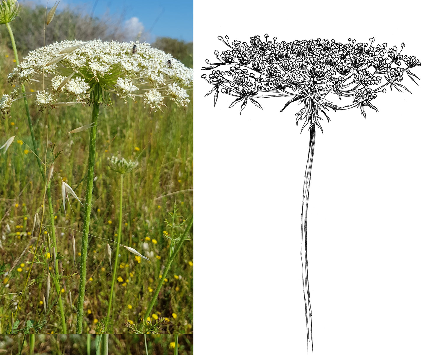 הדפס בוטני גדילן מצוי על נייר מספר ישן - rachelsfinelines