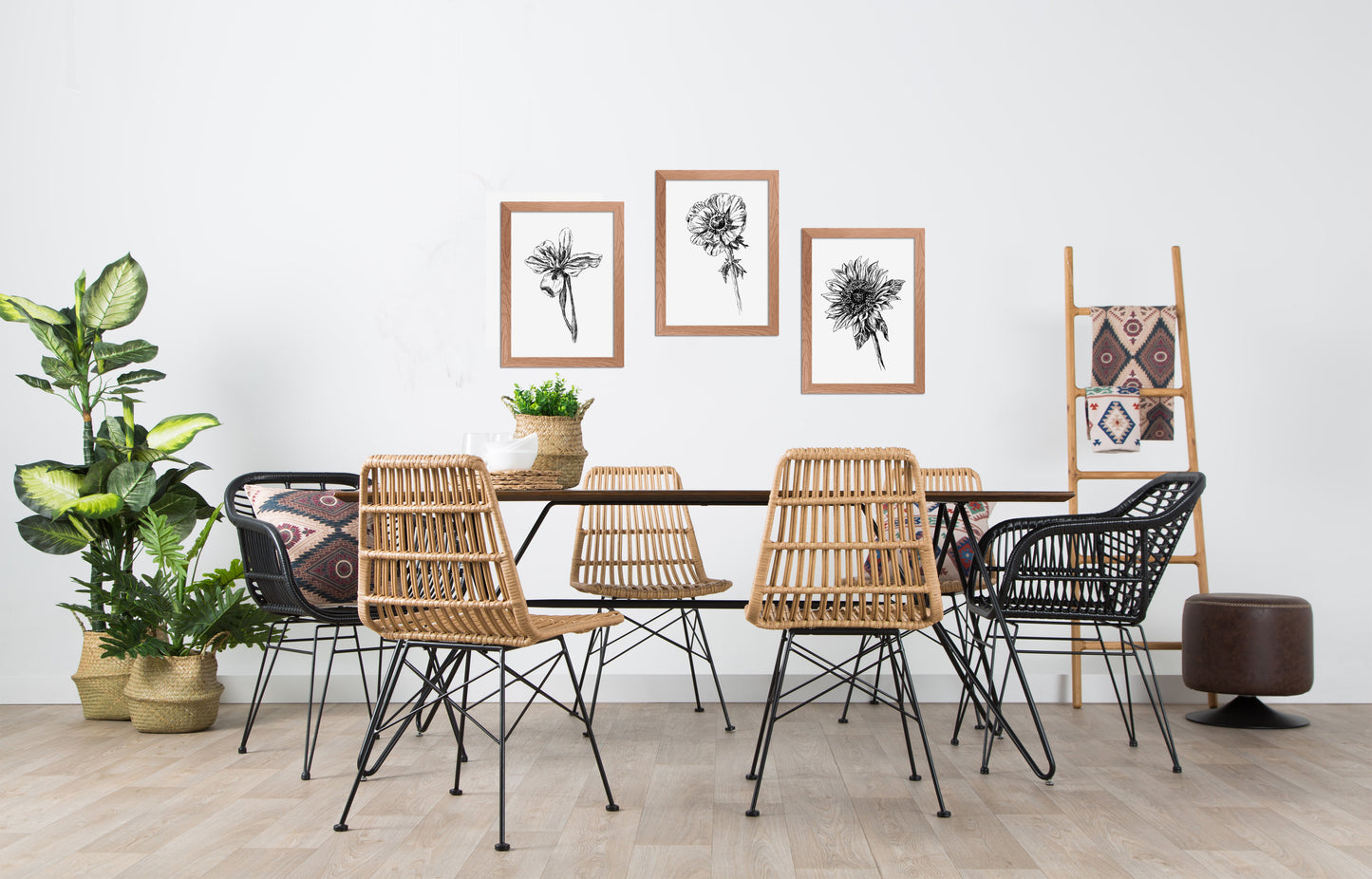 תמונה בוטנית להדפסה ומיסגור איור חמניה - rachelsfinelines