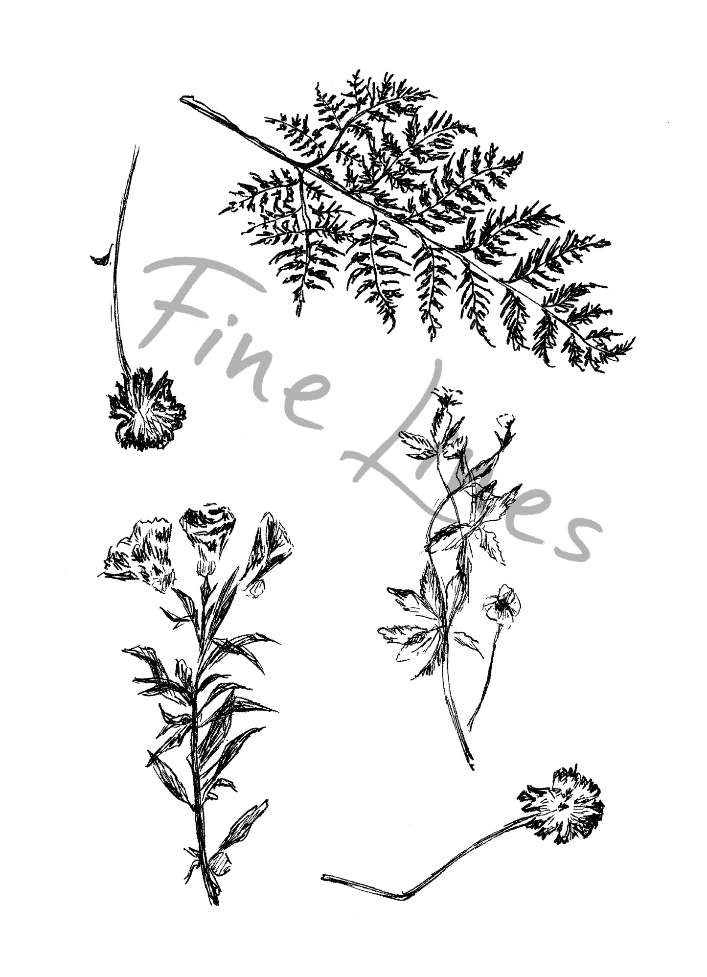 תמונה בוטנית להדפסה ומיסגור פרחים יבשים - rachelsfinelines