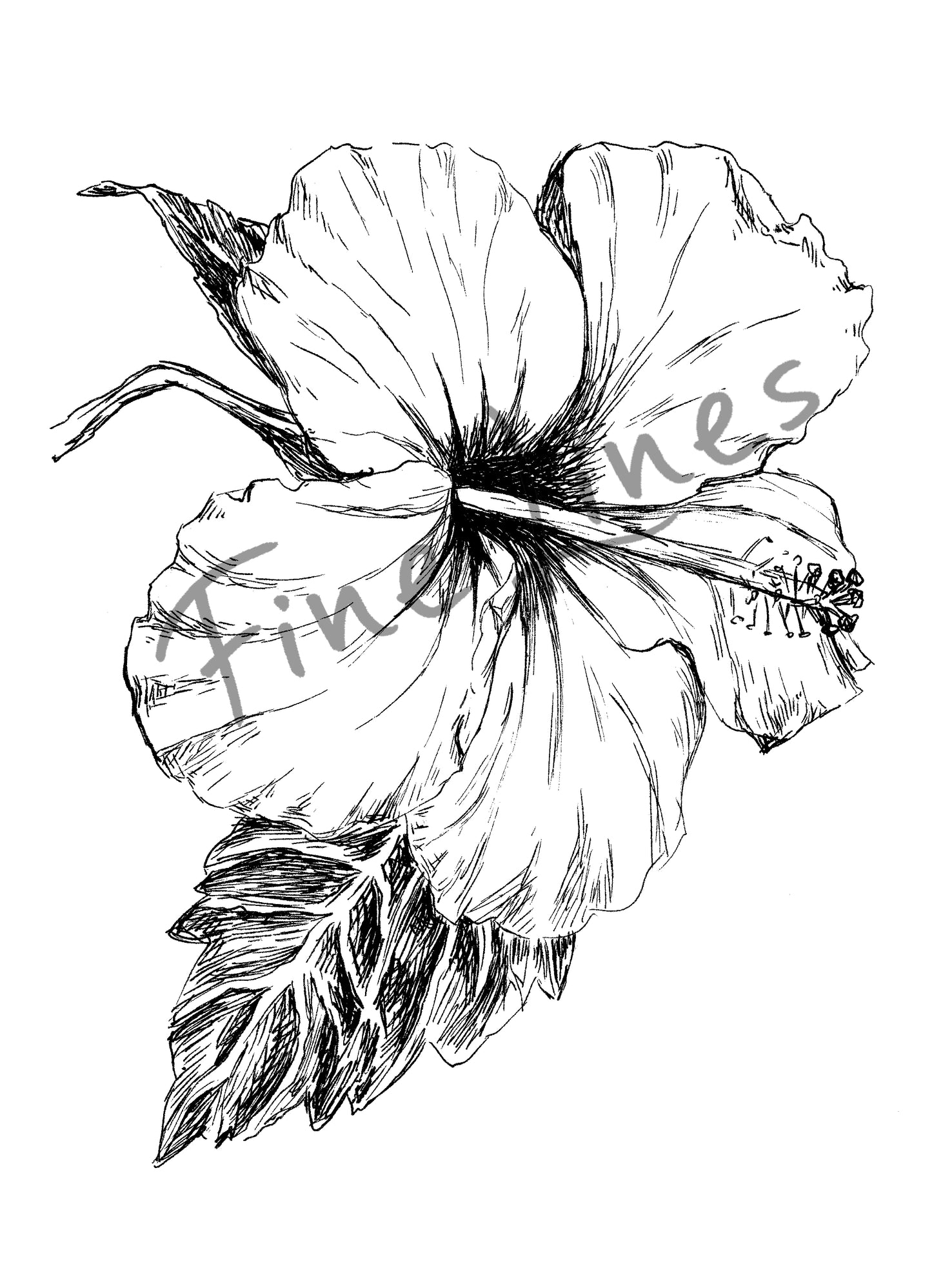 תמונה בוטנית להדפסה היביסקוס טרופי - rachelsfinelines