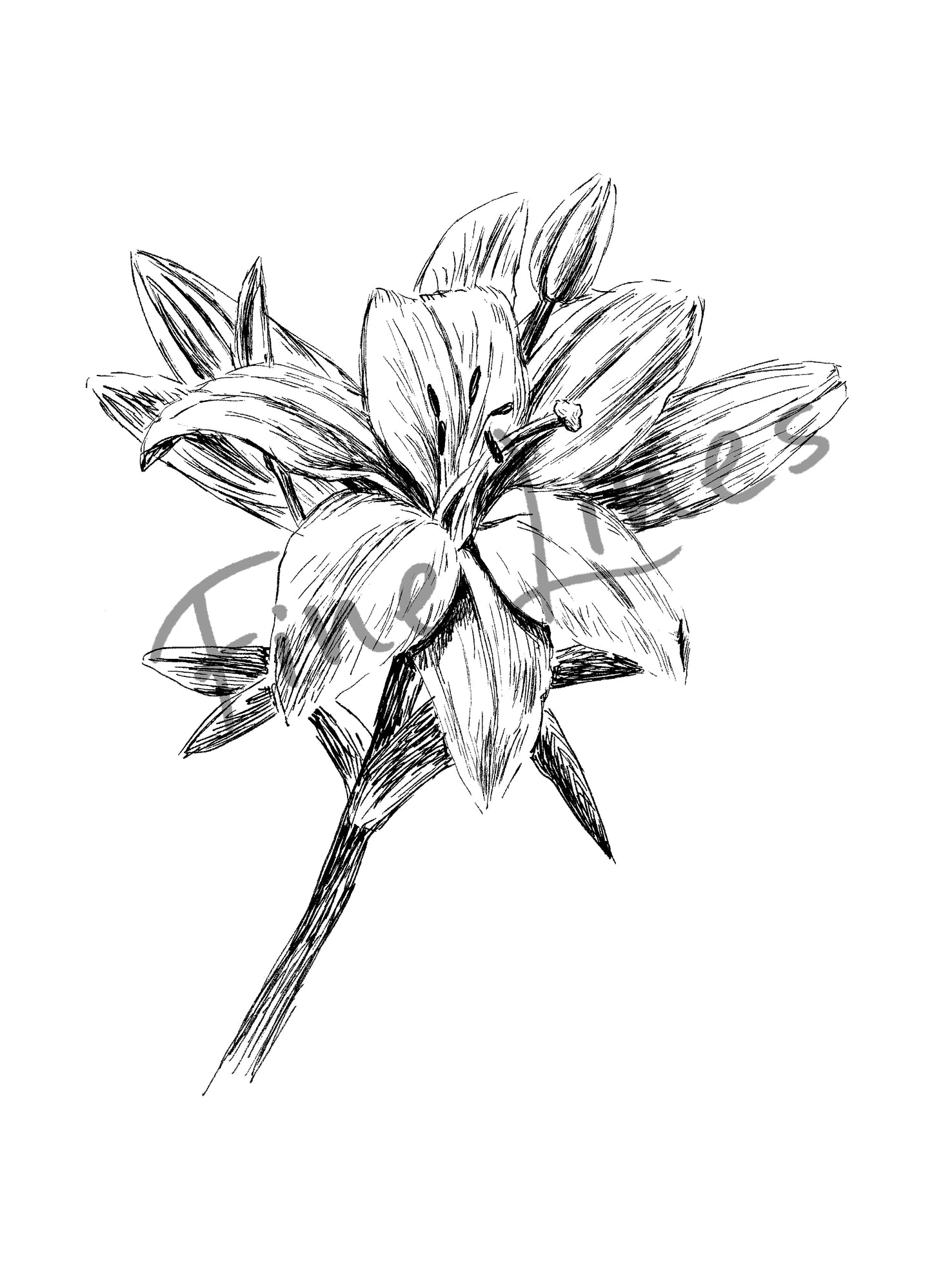 תמונה בוטנית להדפסה איור פרח חבצלת - rachelsfinelines