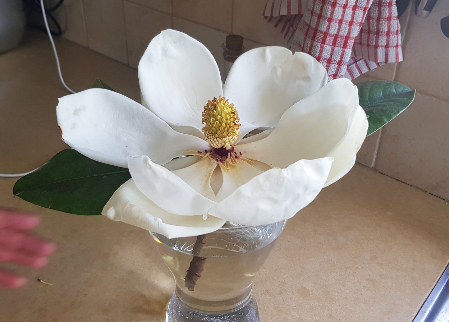 הדפס תמונה בסגנון בוטני פרח מגנוליה גדולת פרחים - rachelsfinelines