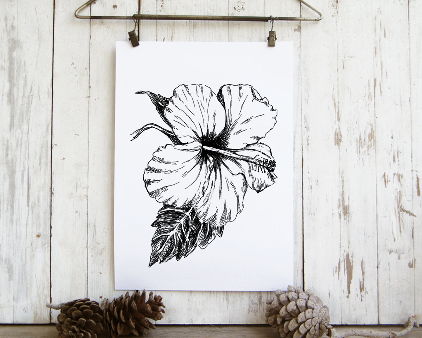 תמונה בוטנית להדפסה היביסקוס צבעוני - rachelsfinelines