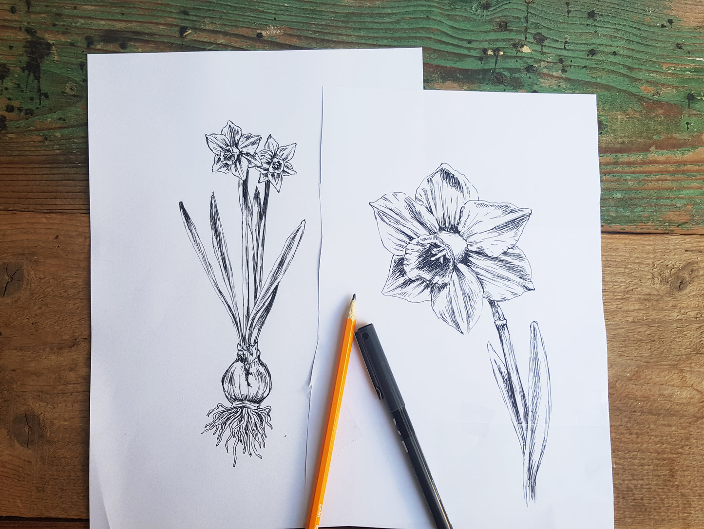 תמונה של נרקיס להדפסה ומיסגור - rachelsfinelines