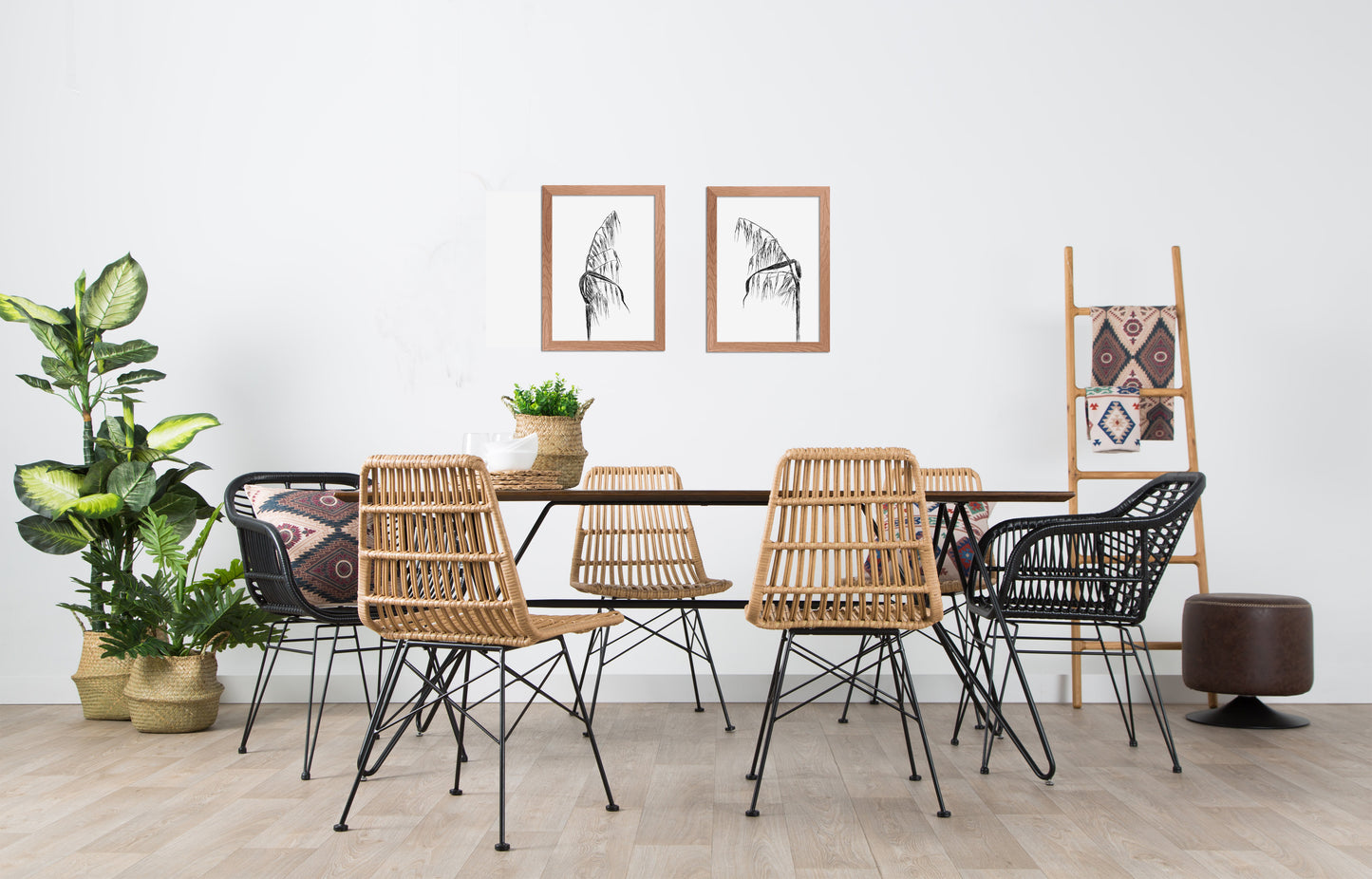 תמונה בוטנית איור שיבולת שועל - rachelsfinelines