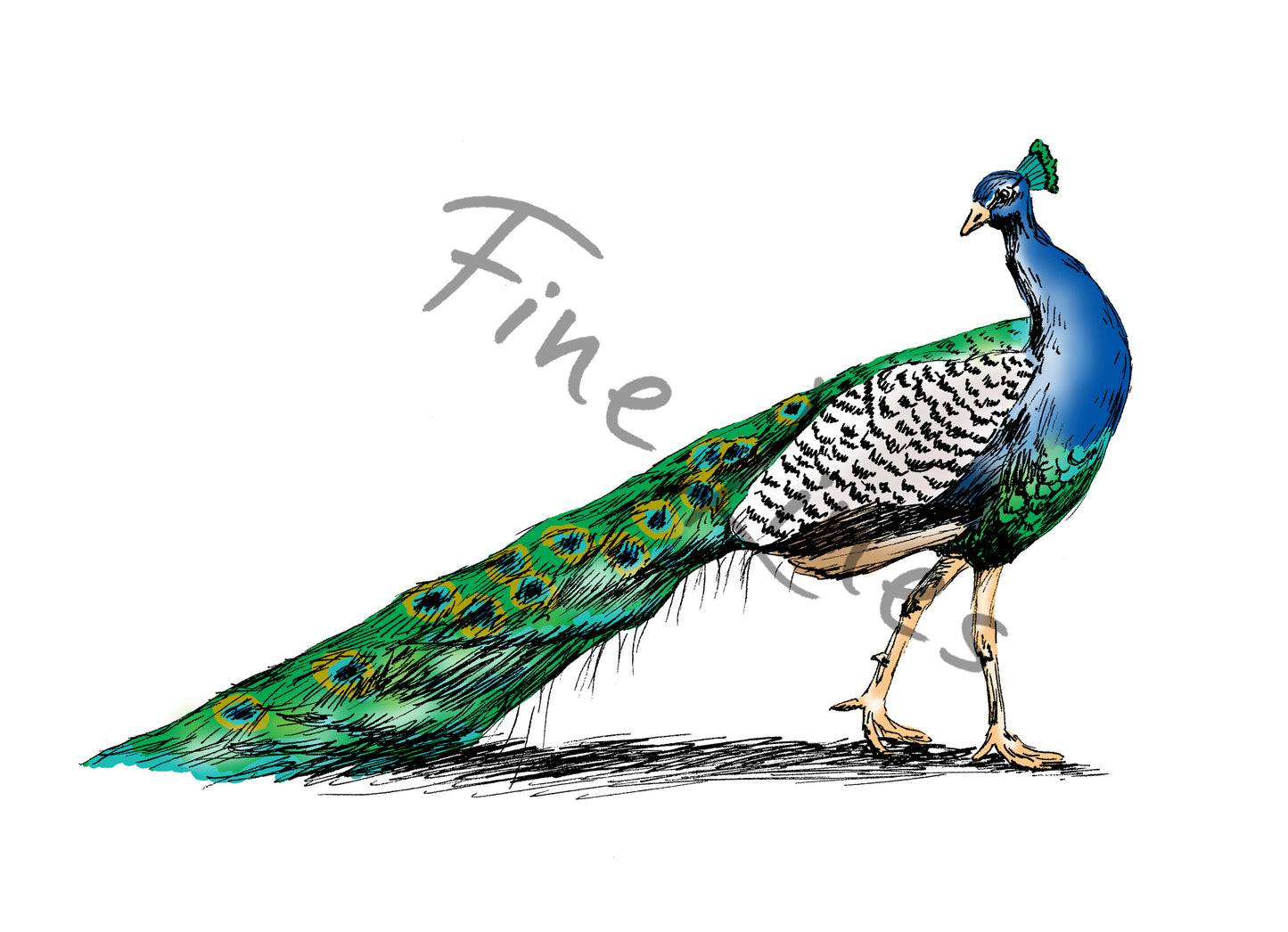 תמונה להדפסה ומיסגור טווס - rachelsfinelines