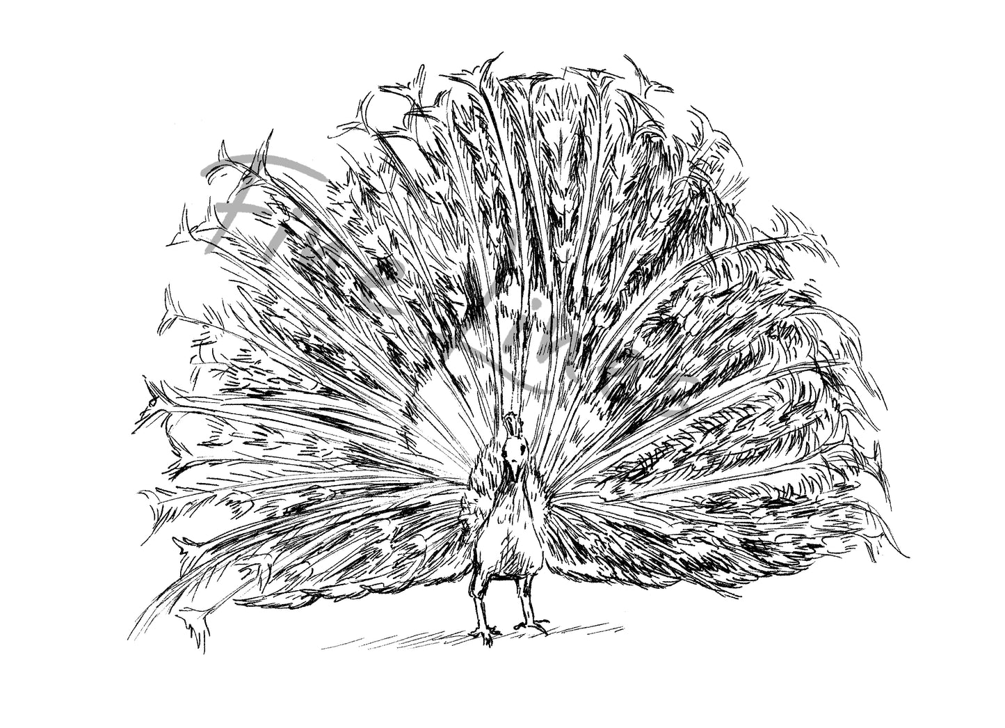 תמונה להדפסה ומיסגור טווס לבן - rachelsfinelines