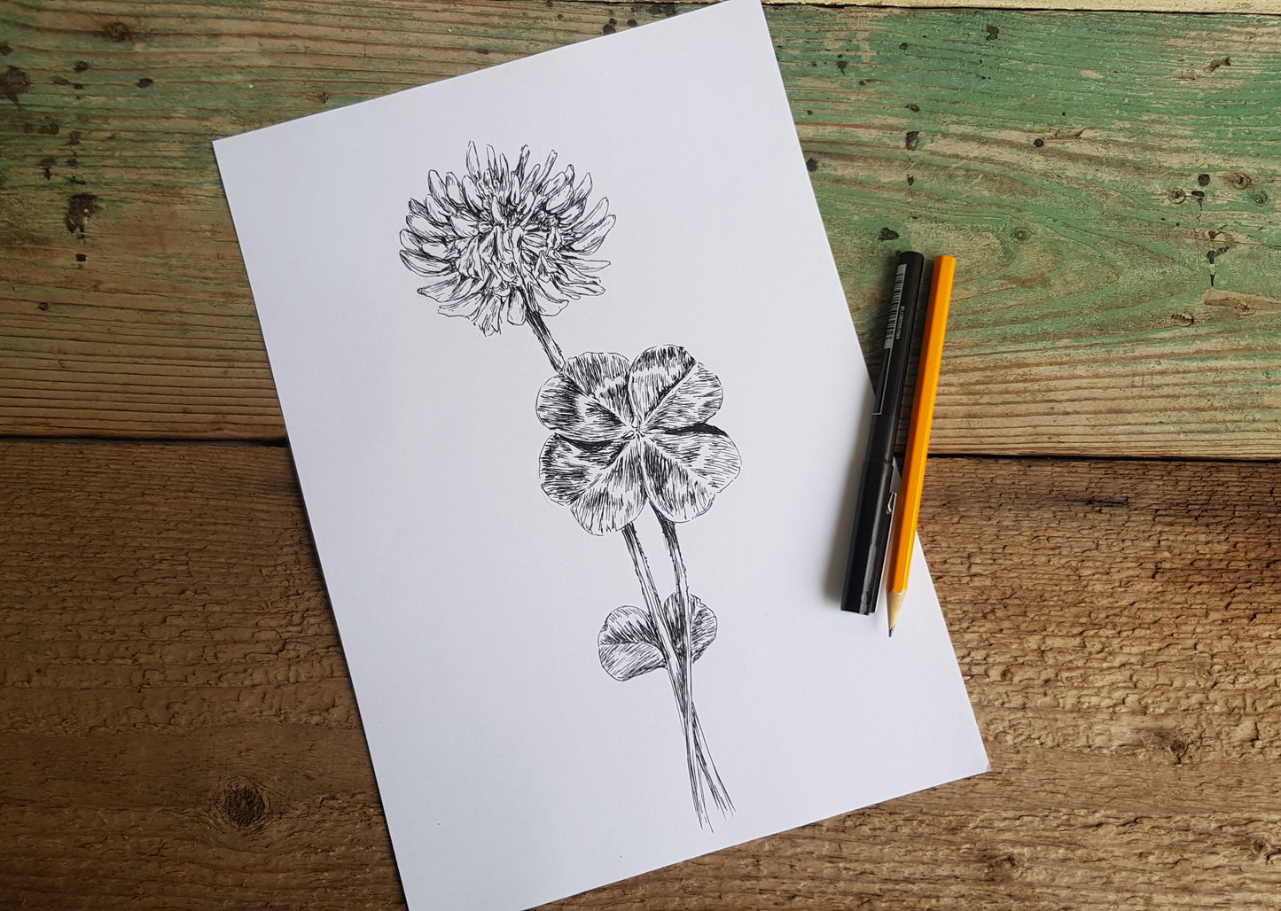 איור בוטני תלתן עם 4 עלים