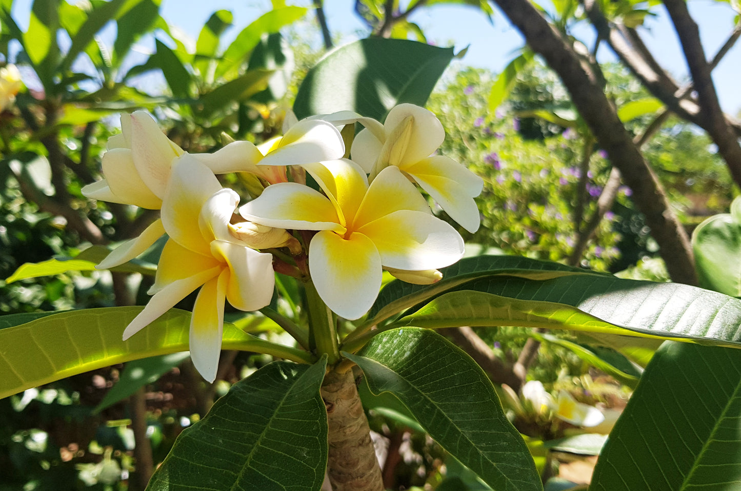 תמונה בוטנית איור פרח פלומריה ריחנית - rachelsfinelines