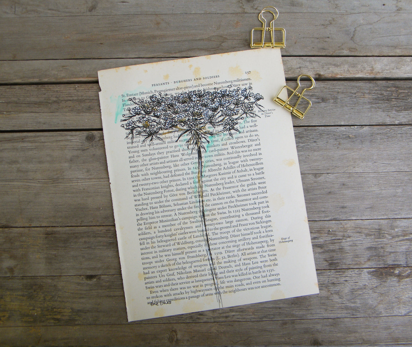 תמונה בוטנית להדפסה פרח אמיתה לבנה - rachelsfinelines