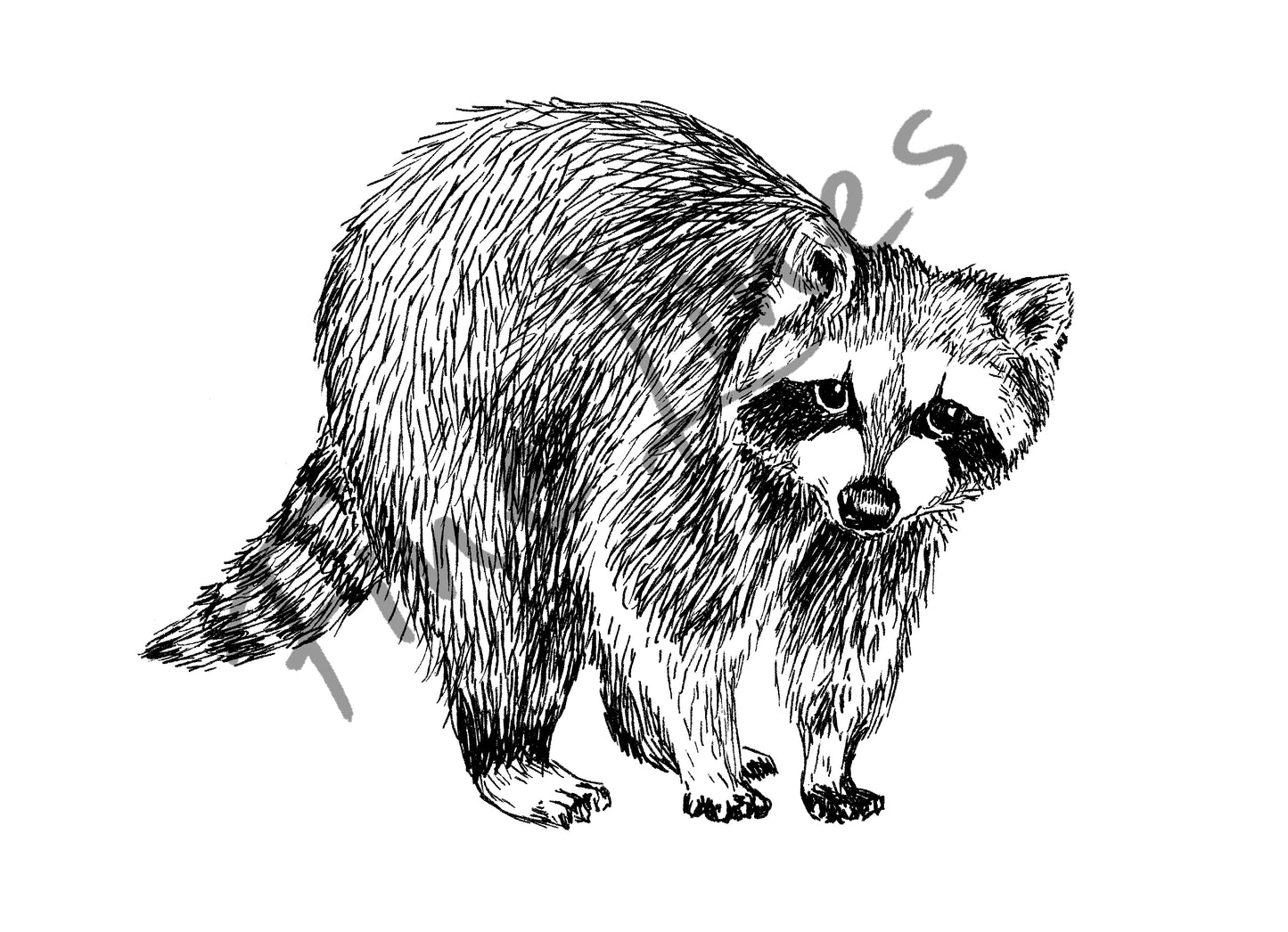 תמונה להדפסה ומיסגור דביבון לחדר ילדים - rachelsfinelines