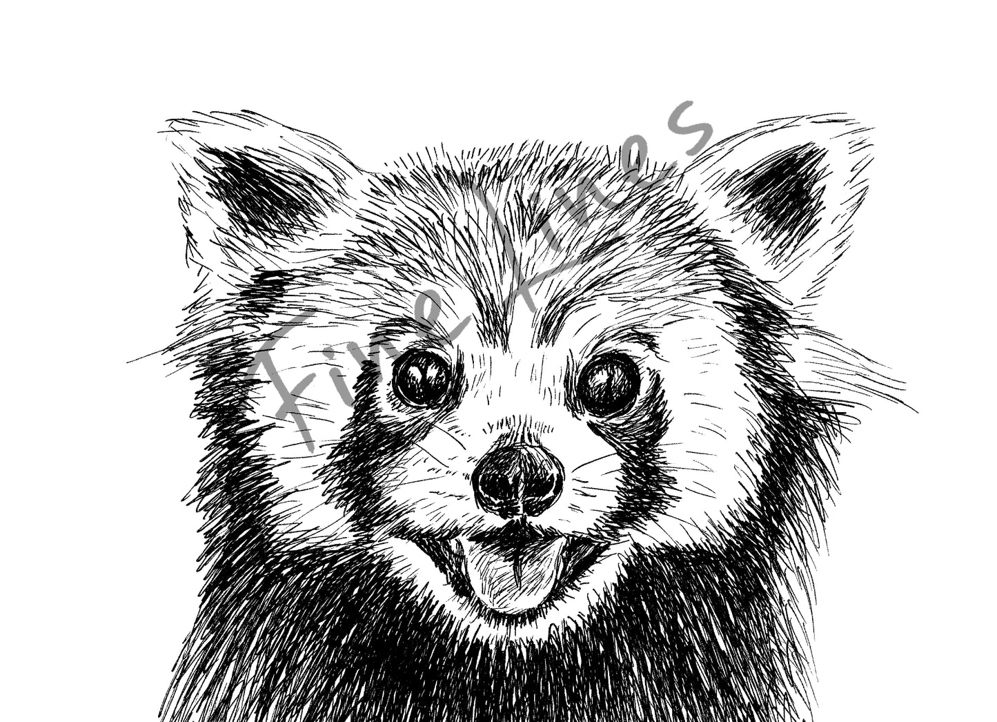 תמונת טבע להדפסה פנדה אדומה - rachelsfinelines