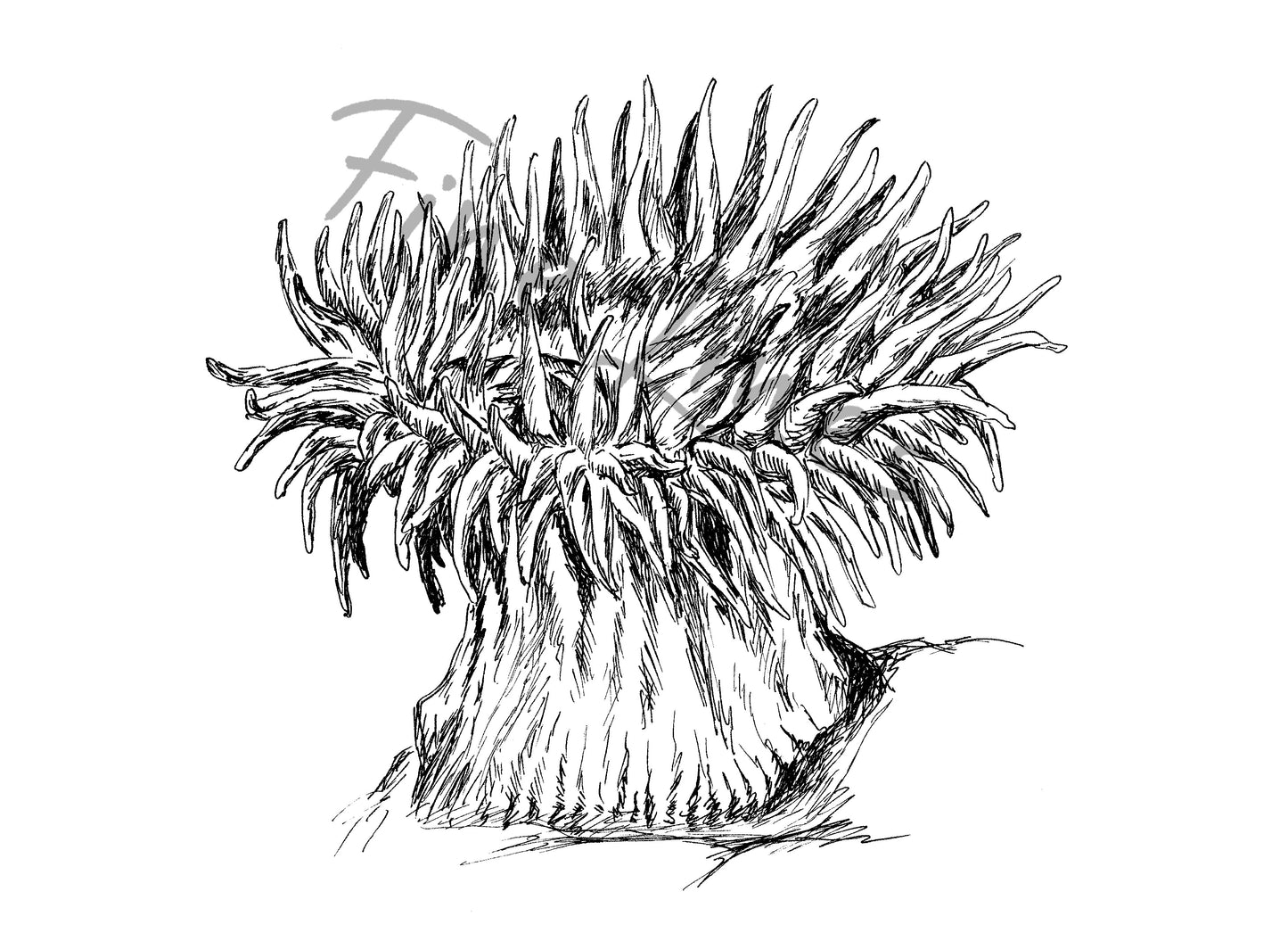 תמונה להדפסה שושנת ים - rachelsfinelines