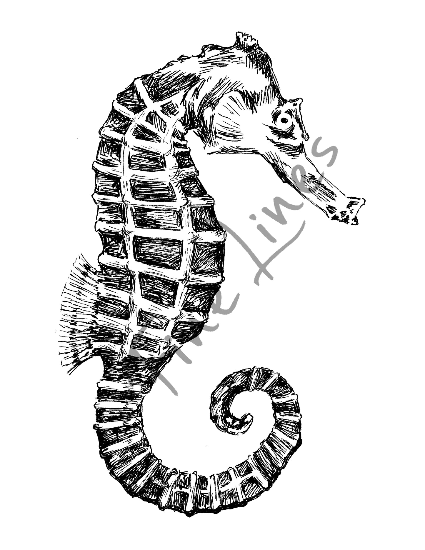 תמונה להדפסה ומיסגור סוסון ים צבעוני - rachelsfinelines