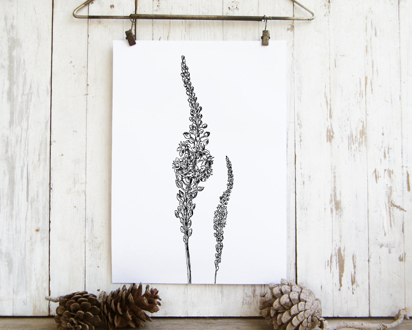 תמונה נחליאלי להדפסה ומיסגור - rachelsfinelines