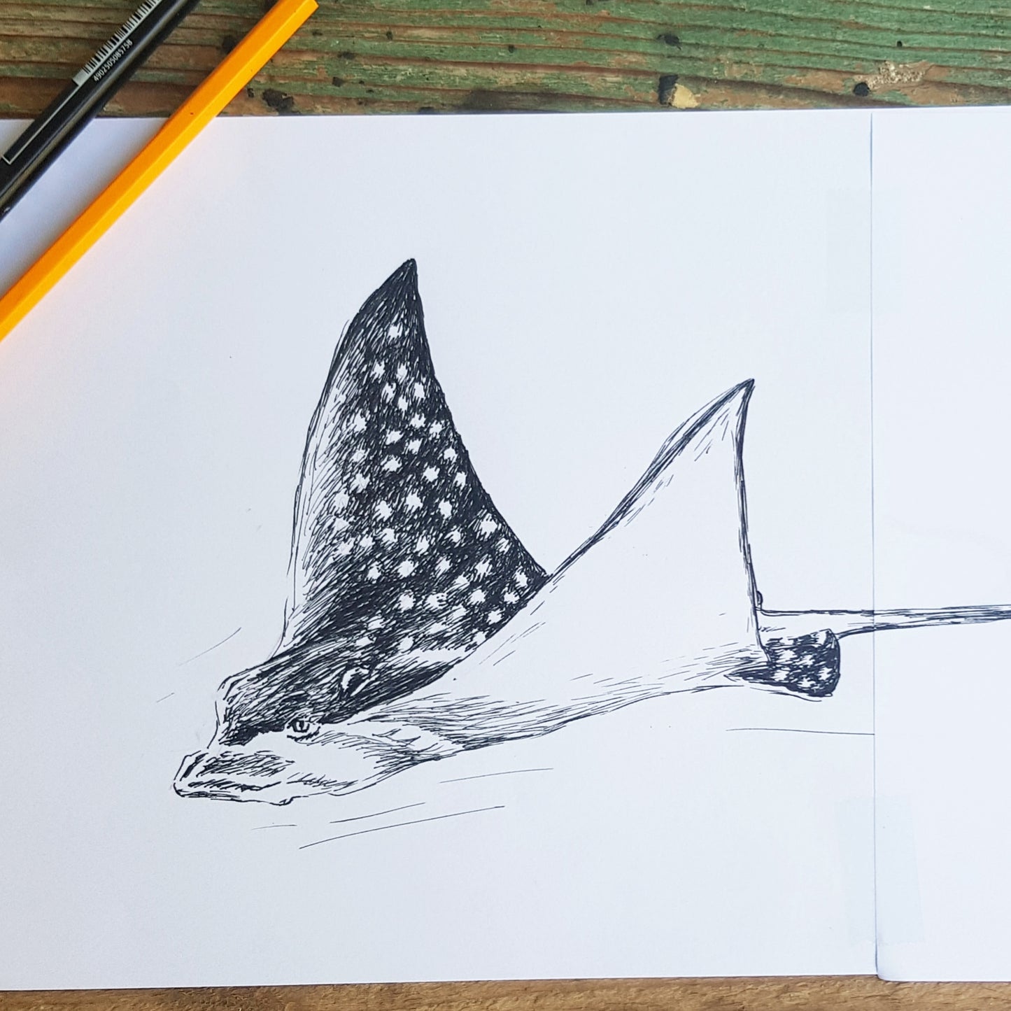 תמונה להדפסה ומיסגור סטינגריי - rachelsfinelines