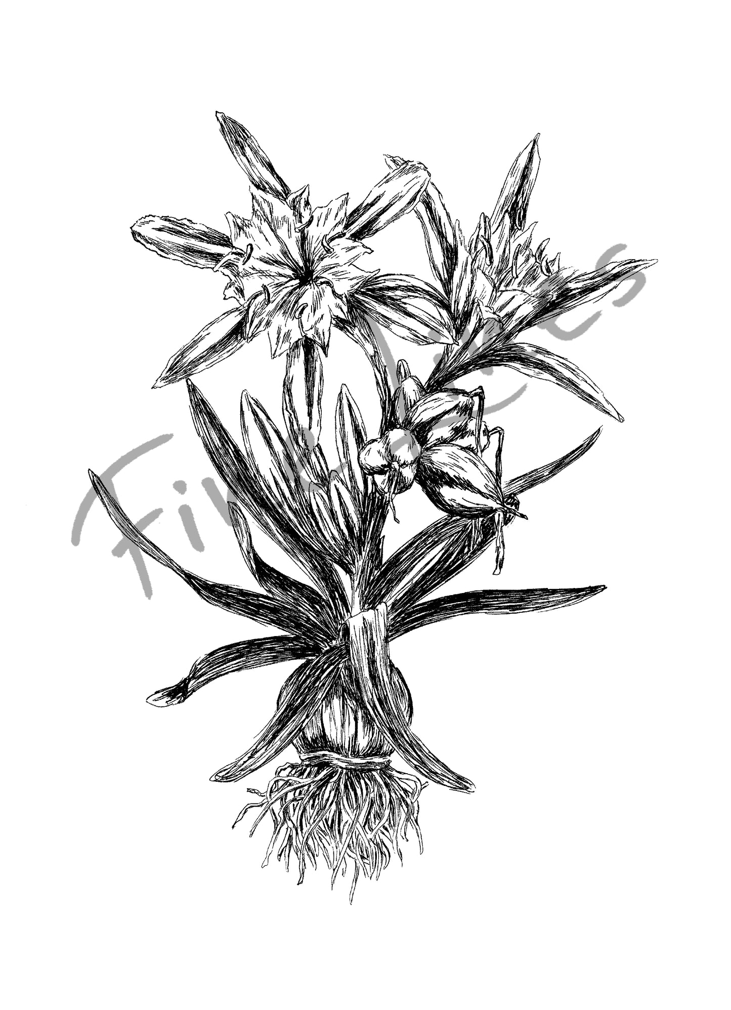 איור בוטני חבצלת החוף