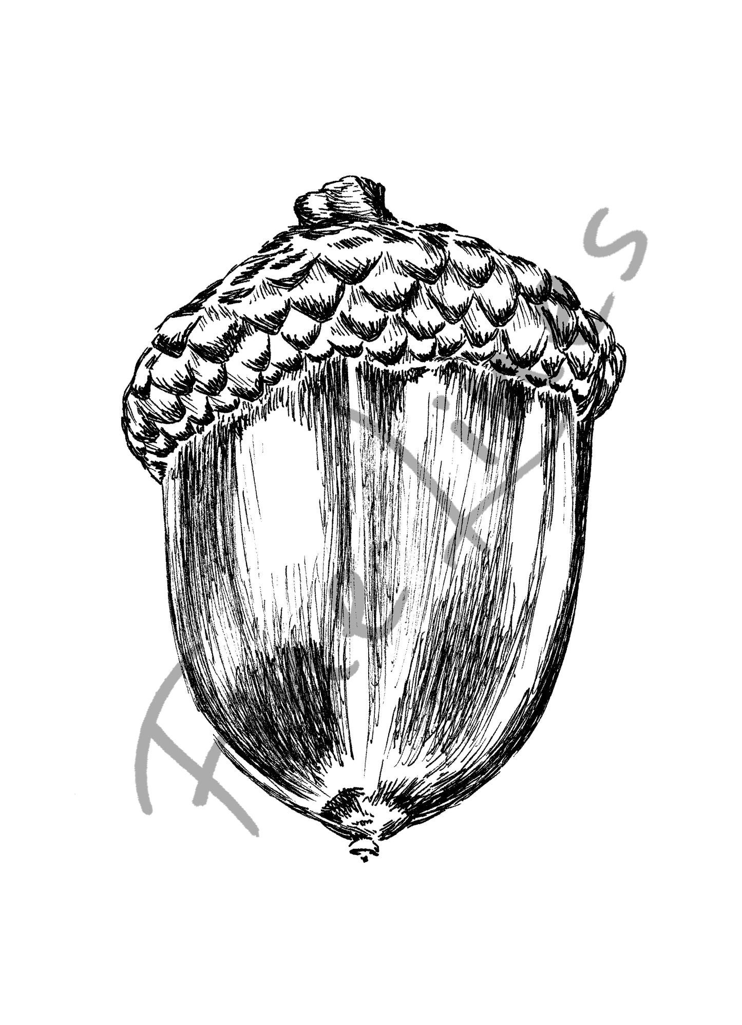 תמונה בוטנית להדפסה בלוט שחור לבן