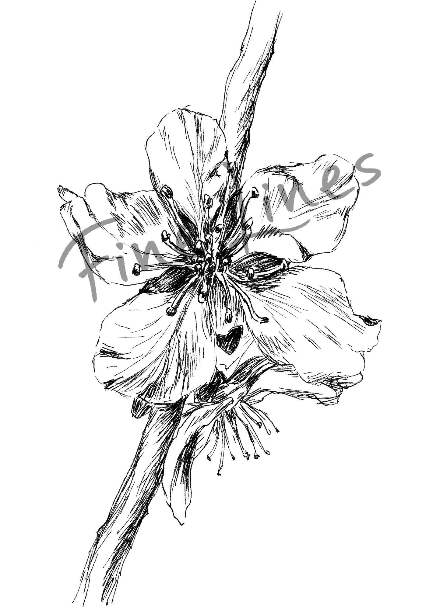 תמונה בוטנית להדפסה איור פרח שקדיה - rachelsfinelines