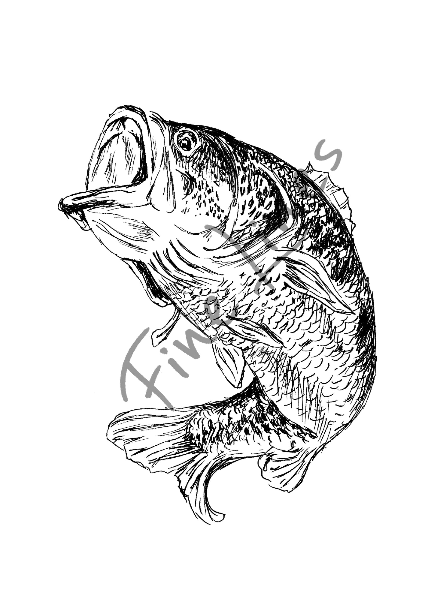 תמונה להדפסה ומיסגור דג מושט - rachelsfinelines