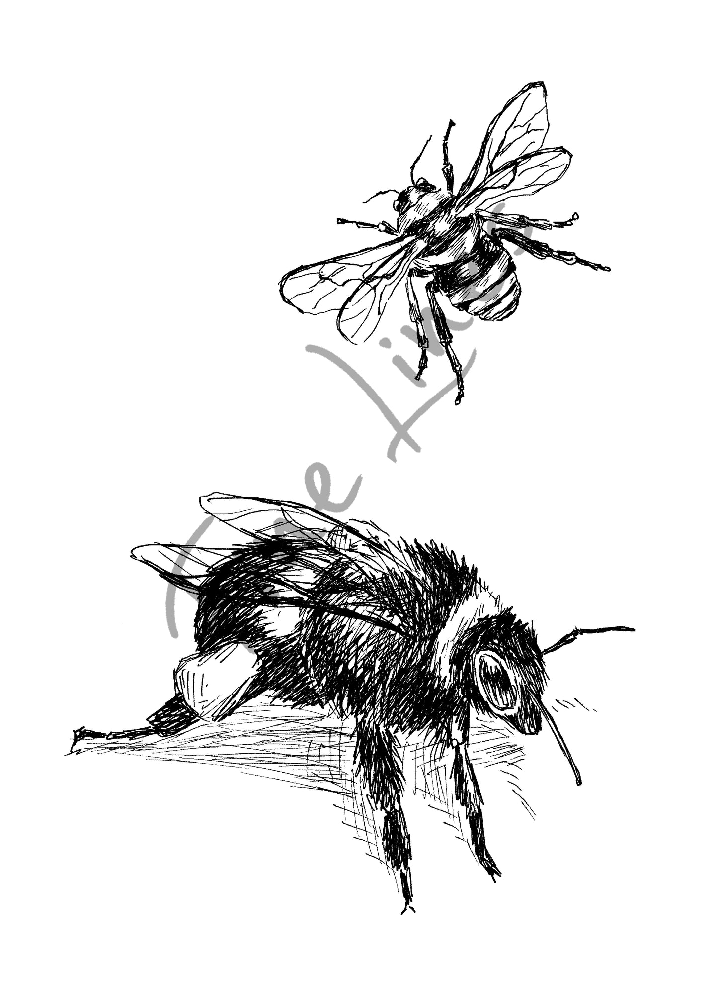 תמונה להדפסה ומיסגור דבורים - rachelsfinelines