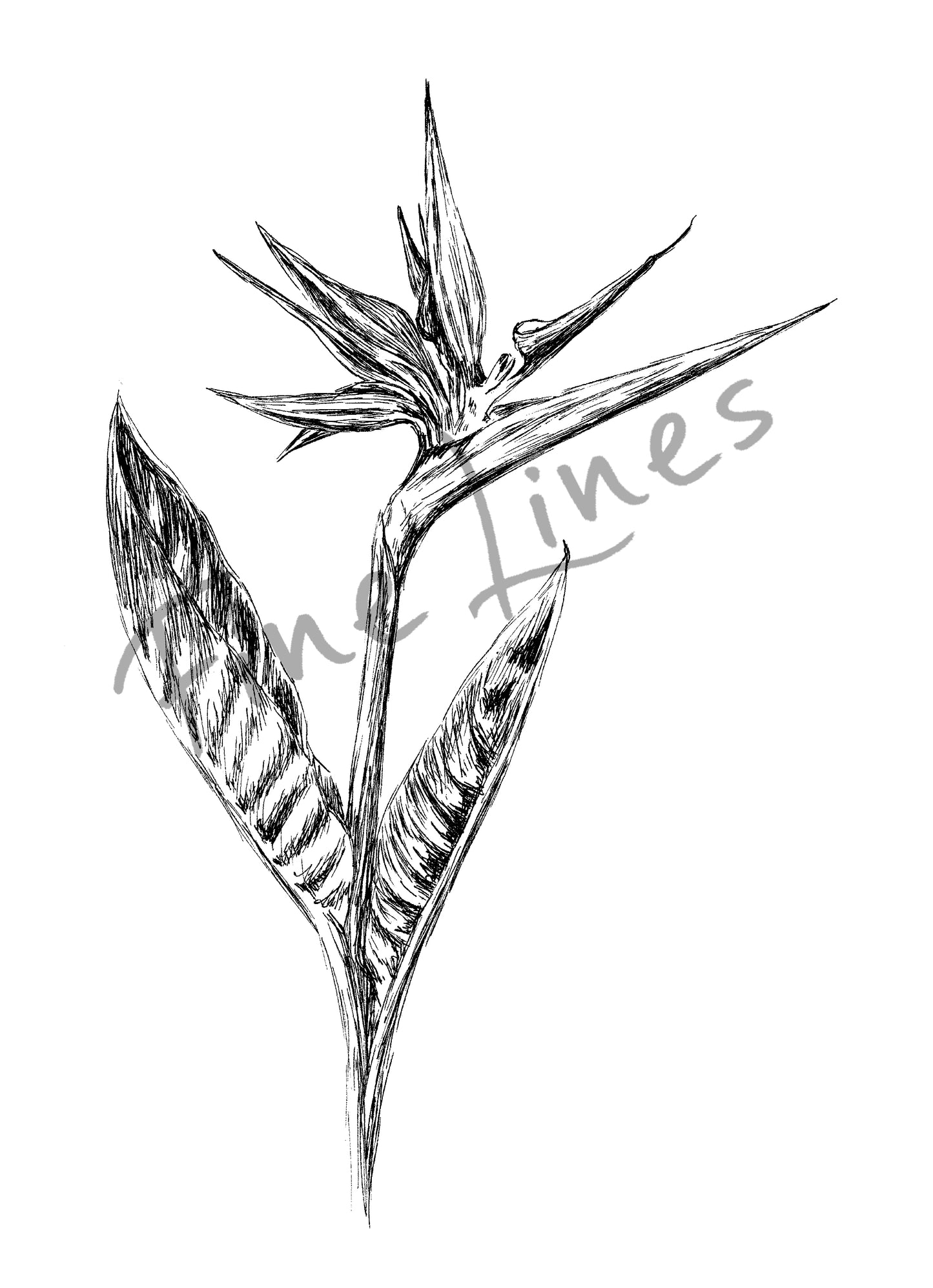 הדפס בוטני פרח ציפור גן עדן