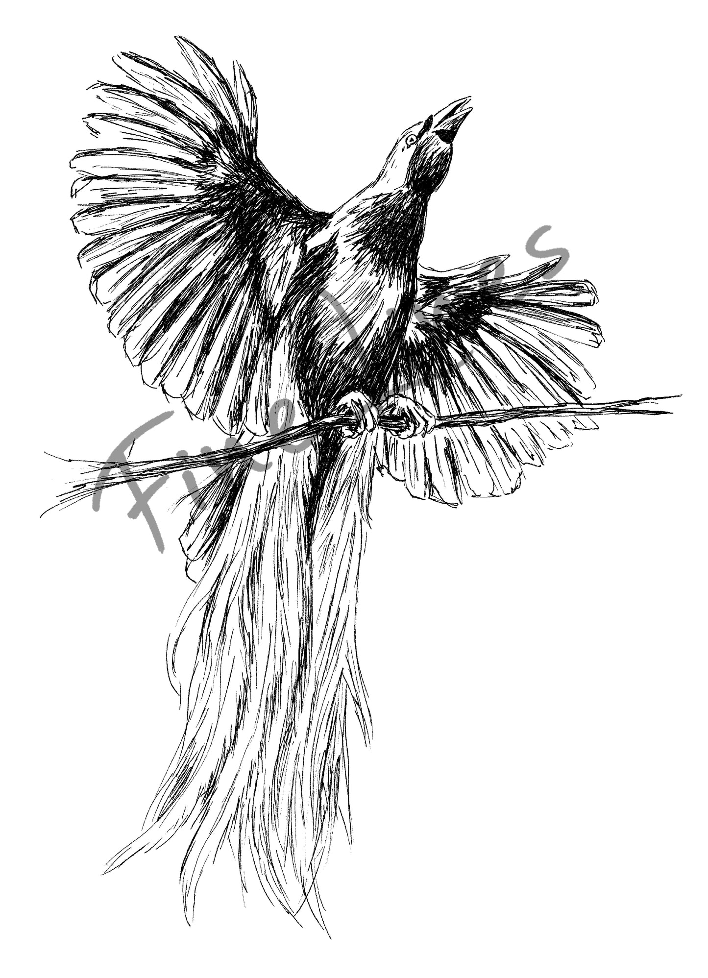 תמונת טבע להדפסה ומיסגור ציפור גן עדן - rachelsfinelines