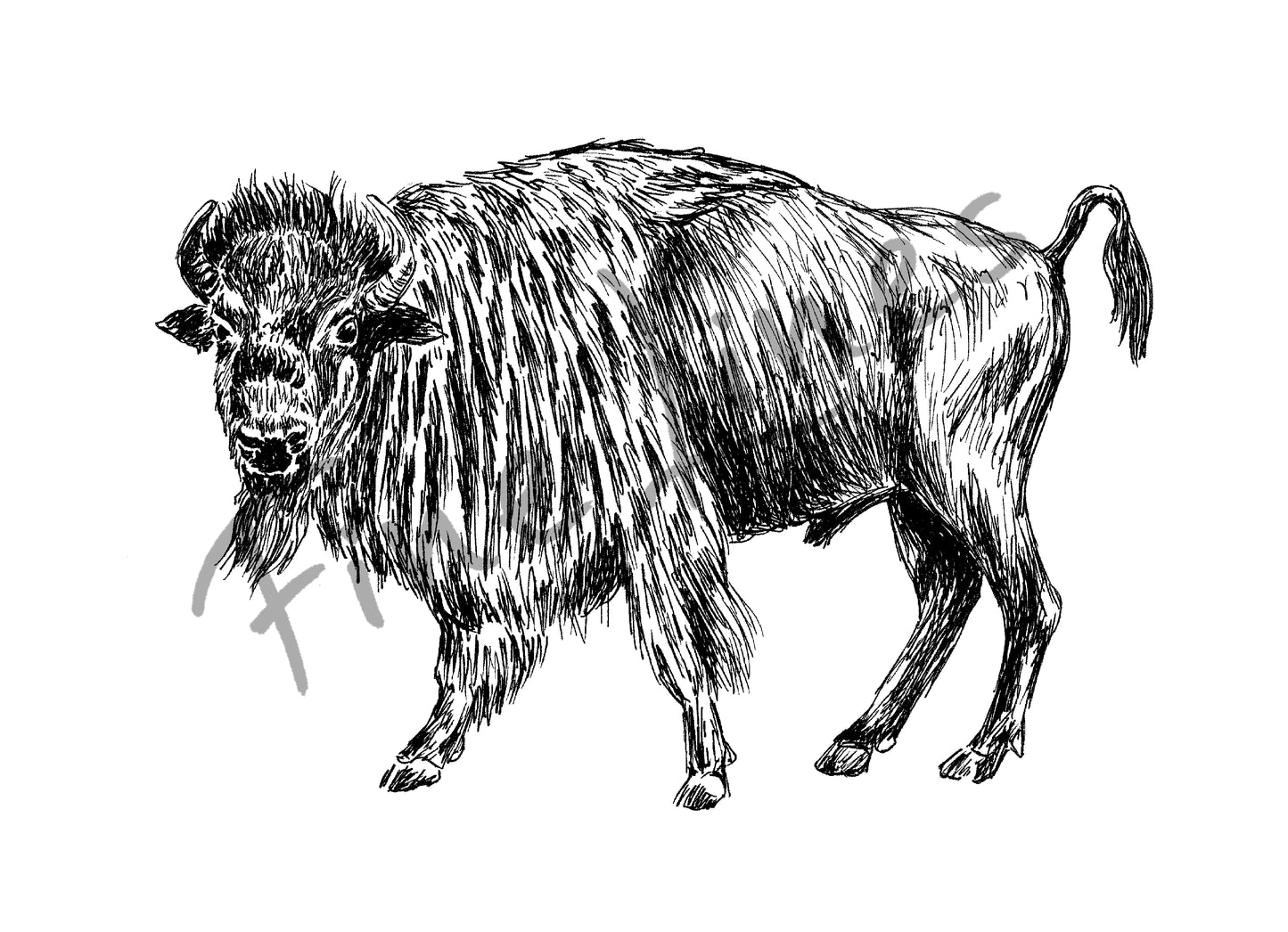 תמונה להדפסה איור ביזון אמריקני