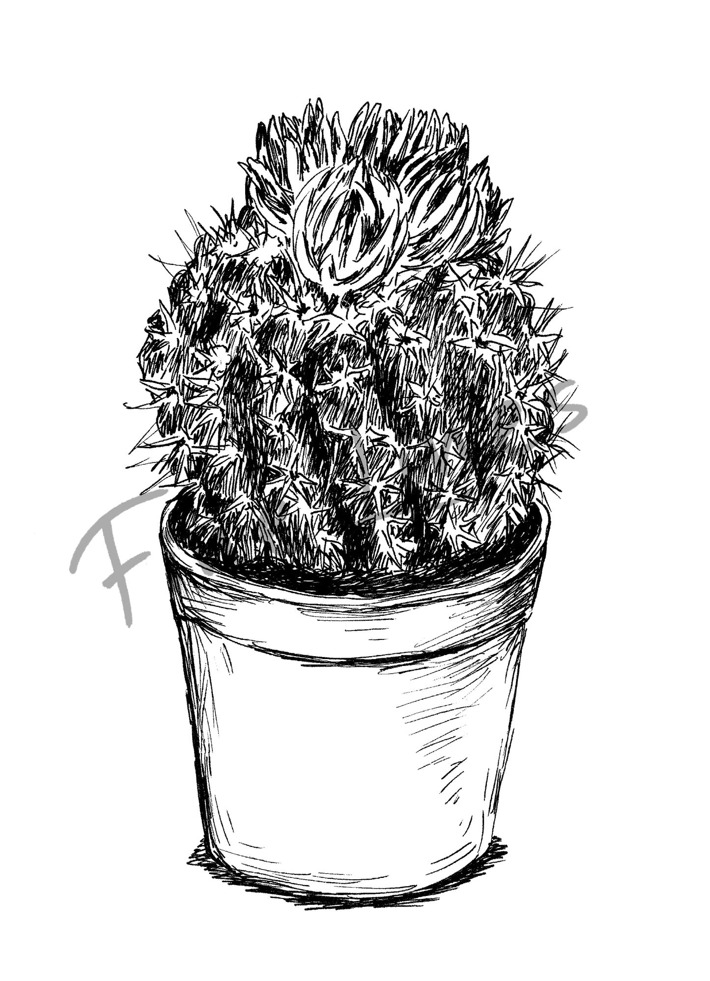 איור בוטני קקטוס