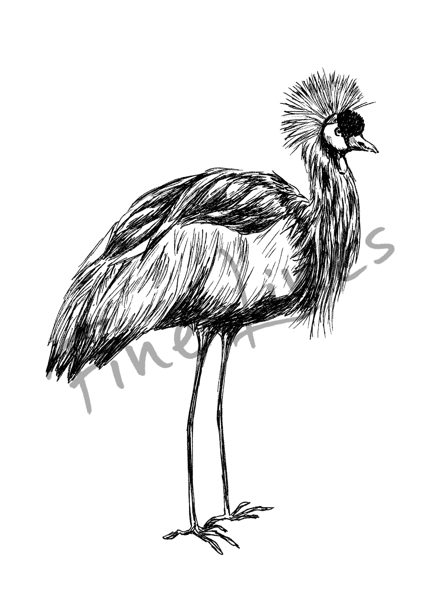 איור להדפסה עגור הכתר