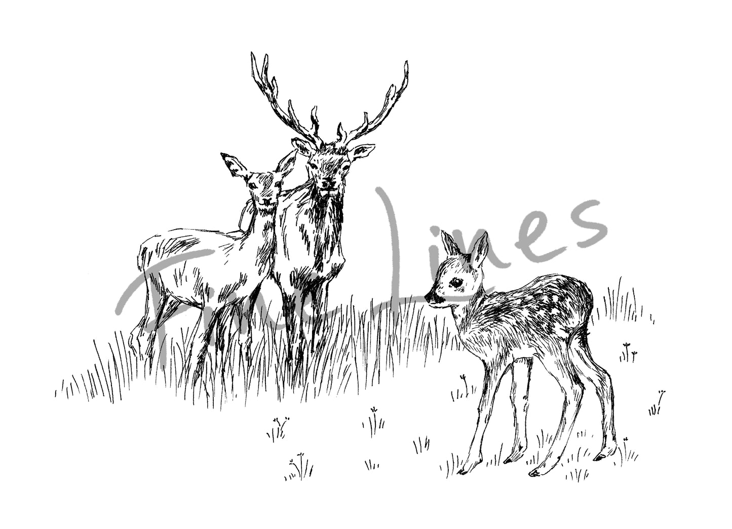 תמונה להדפסה משפחת איילים