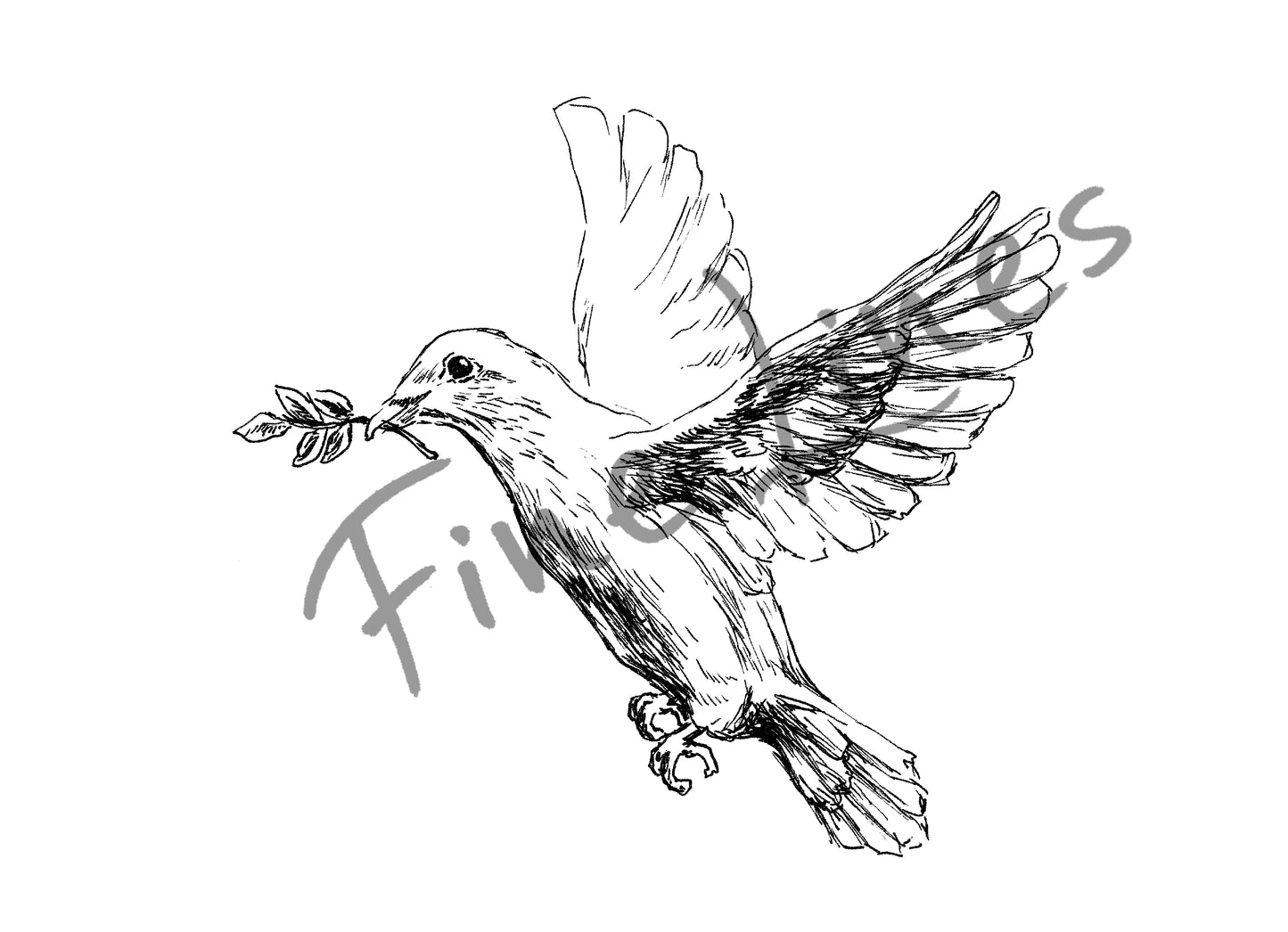 תמונה להדפסה ומיסגור יונה לבנה - rachelsfinelines