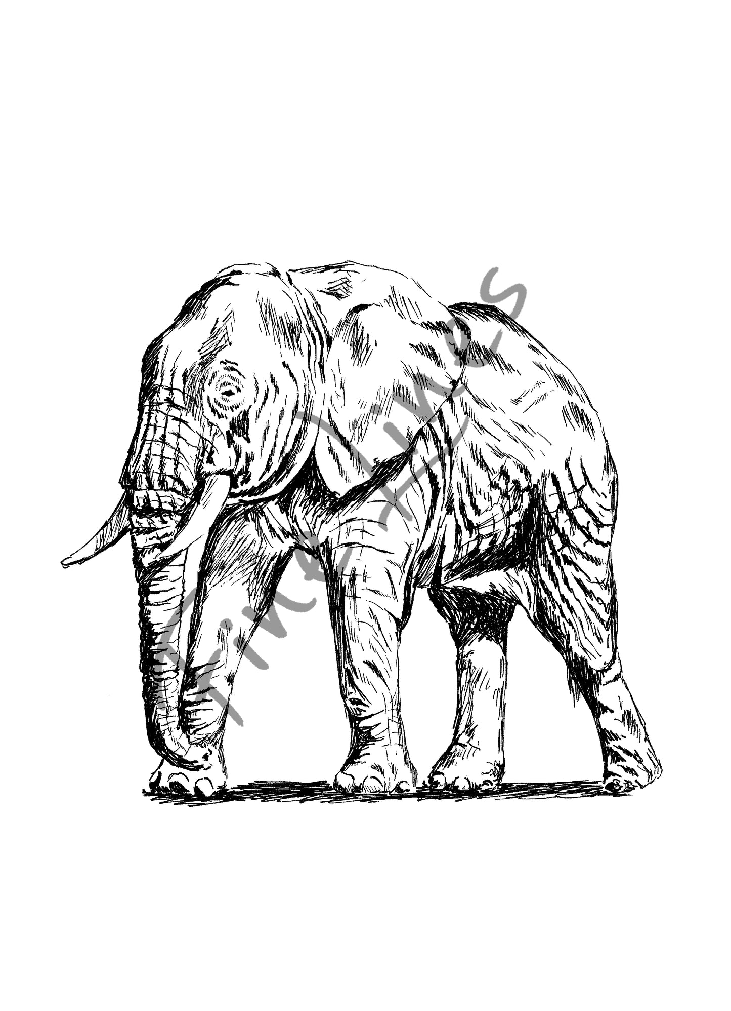 תמונה להדפסה איור פיל - rachelsfinelines